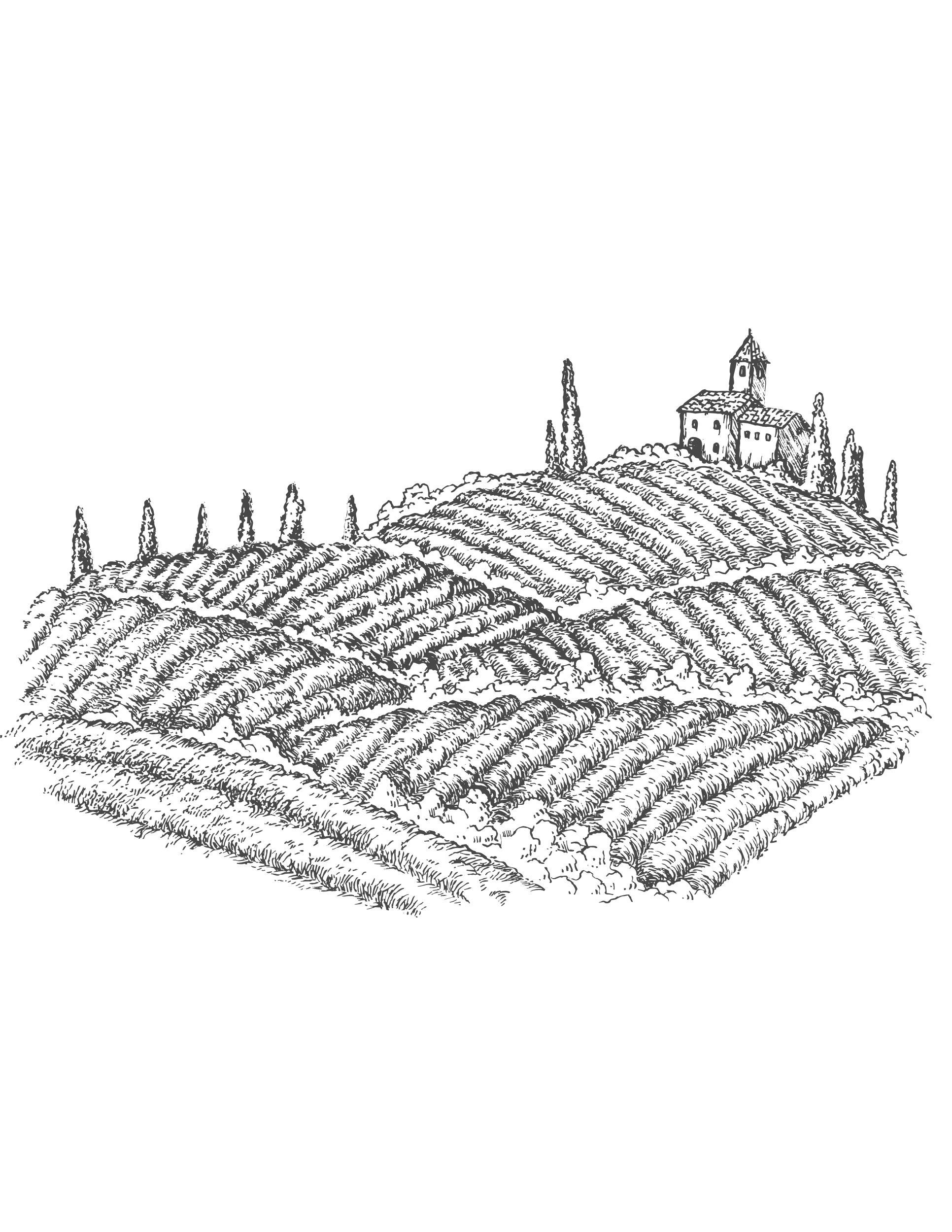 A black and white illustration of a vineyard on a hill with an old stone church and tall cypress trees in the background.