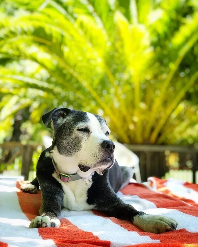 A black and white dog lying on a red and white striped blanket outdoors with green foliage in the background.