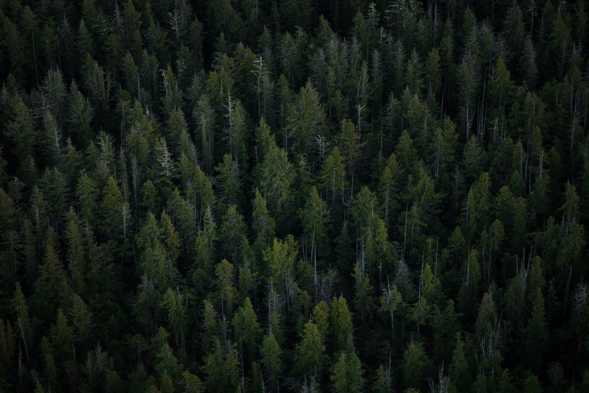 Aerial view of a dense forest with tall coniferous trees.