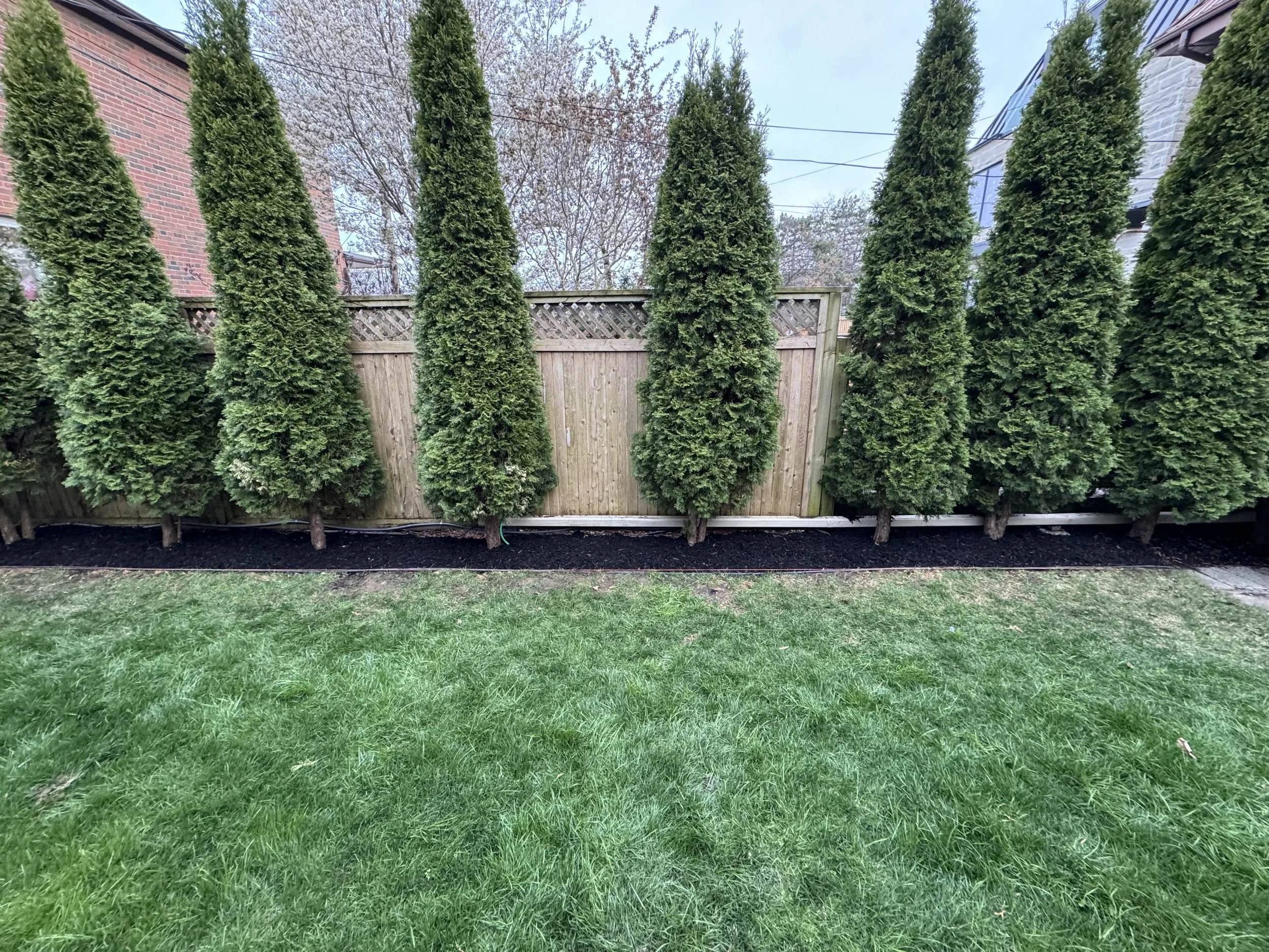 Row of evergreen trees along a fence with a neatly maintained lawn.