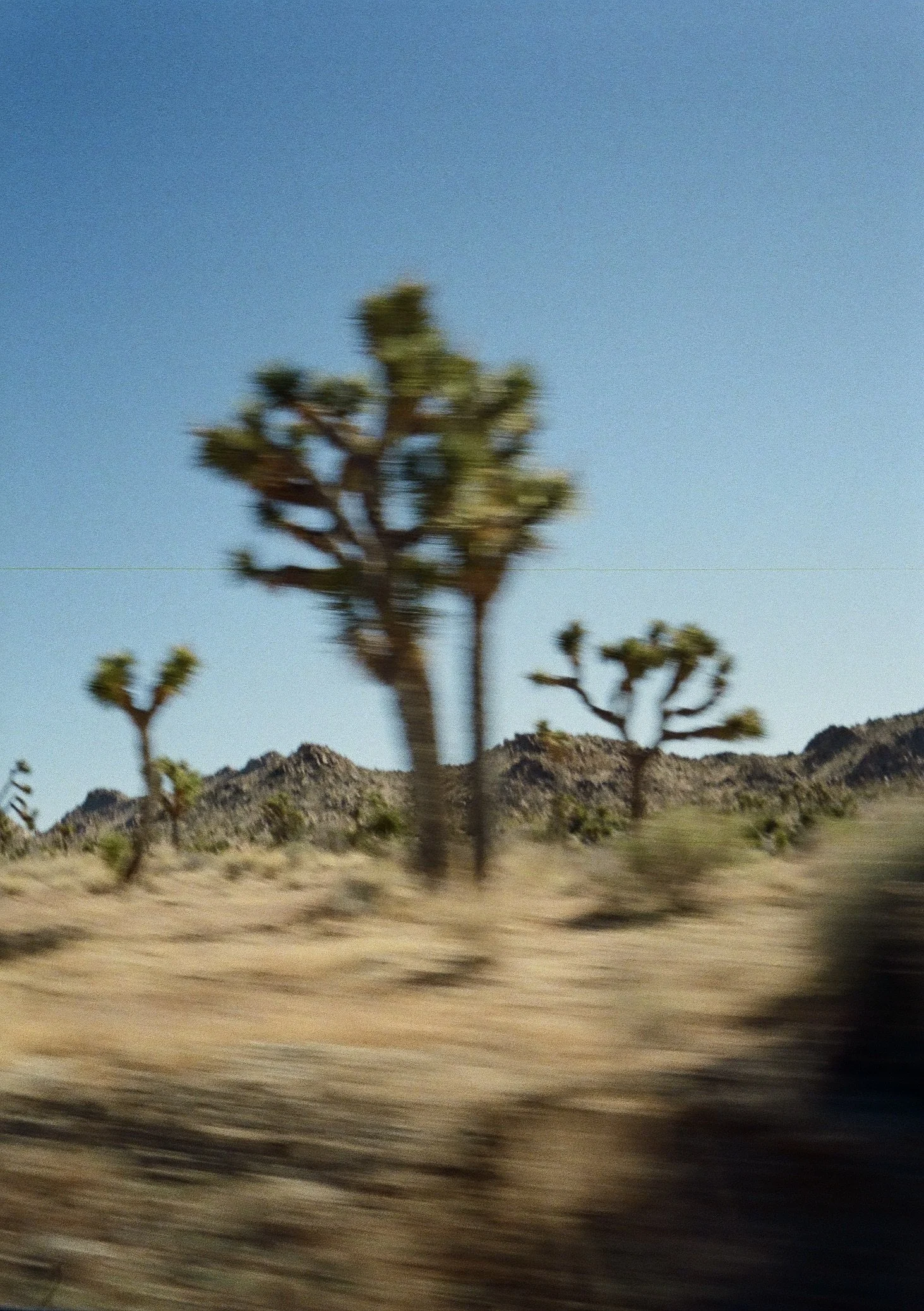 Desert landscape with Joshua trees, rocky hills in the background, and a clear blue sky.