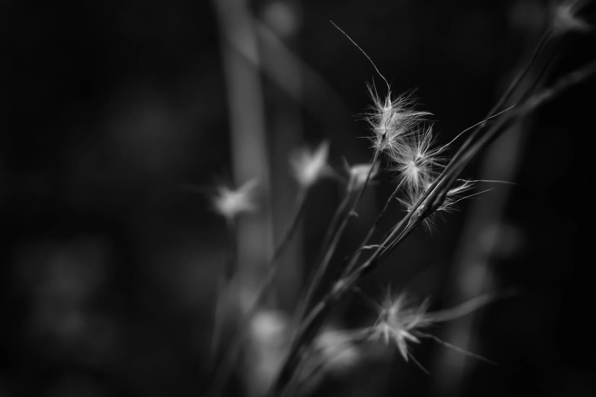 Black and white macro photograph of delicate wild grass seed heads with wispy feathery tips against dark blurred background, Georgia.