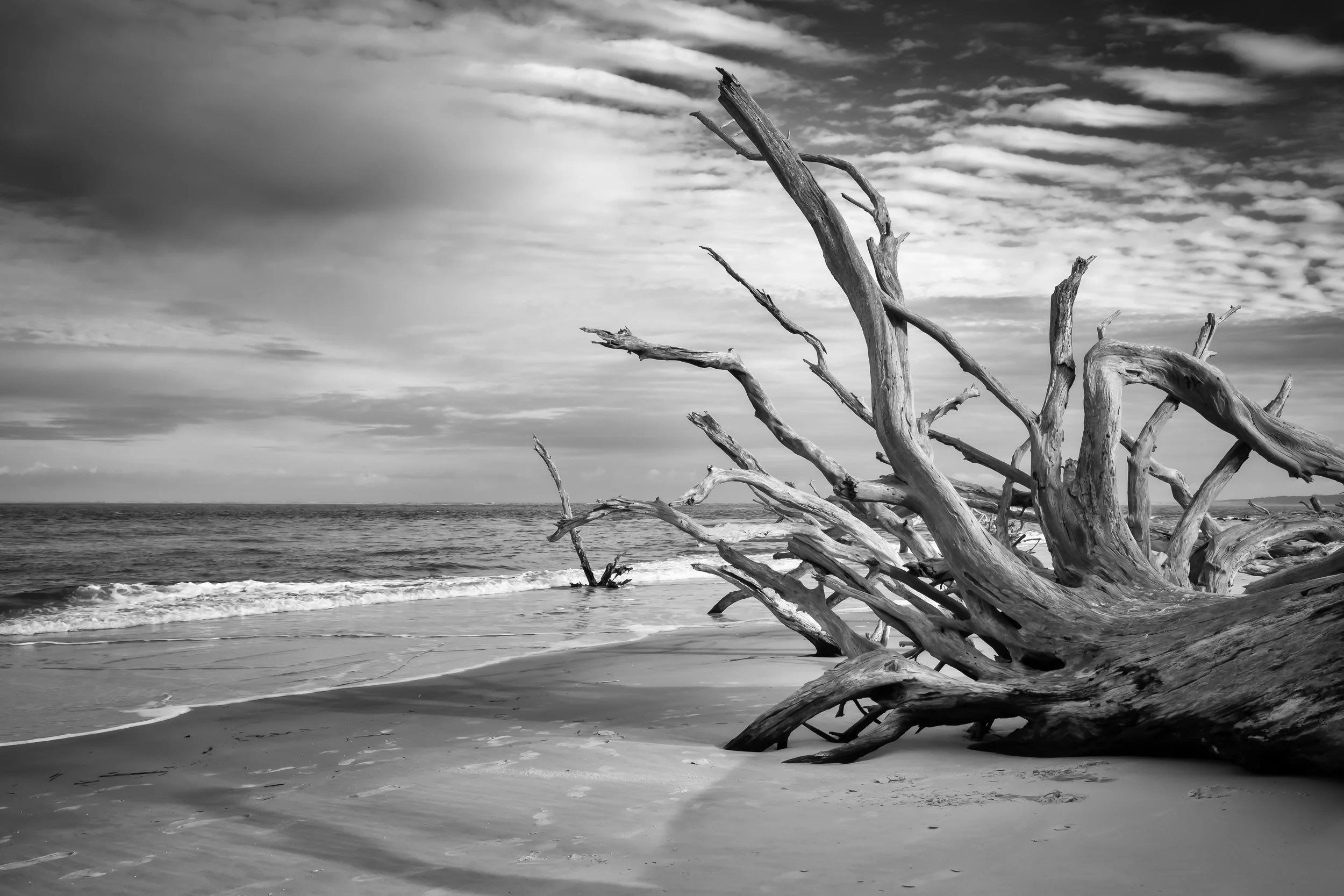Giant fallen sun-bleached tree with sprawling bare branches on Big Talbot Island, Florida with ocean waves and dramatic cloudy sky.