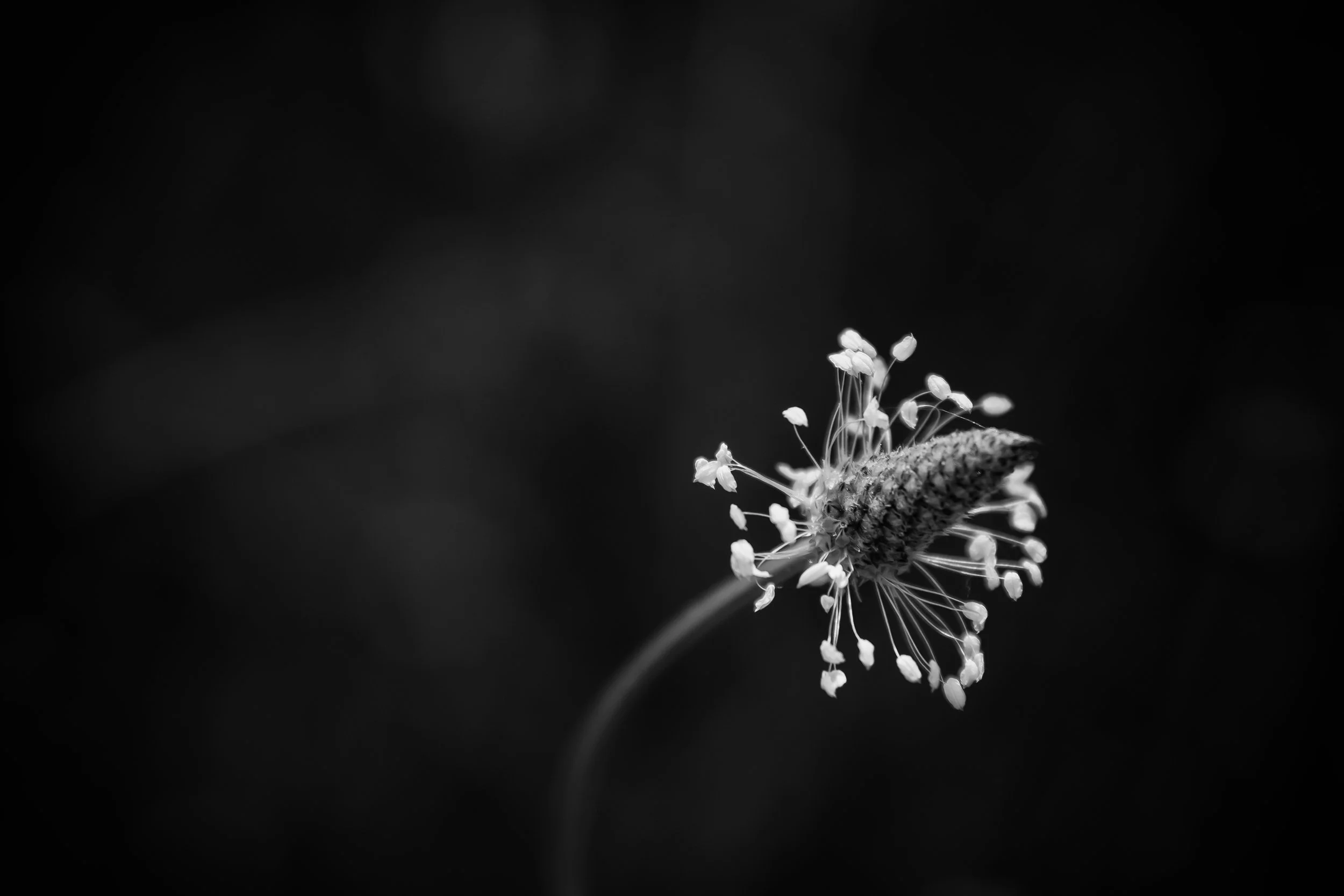Black and white macro photograph of a delicate wildflower with small clustered blooms against a dark background, Little River Canyon, Alabama.