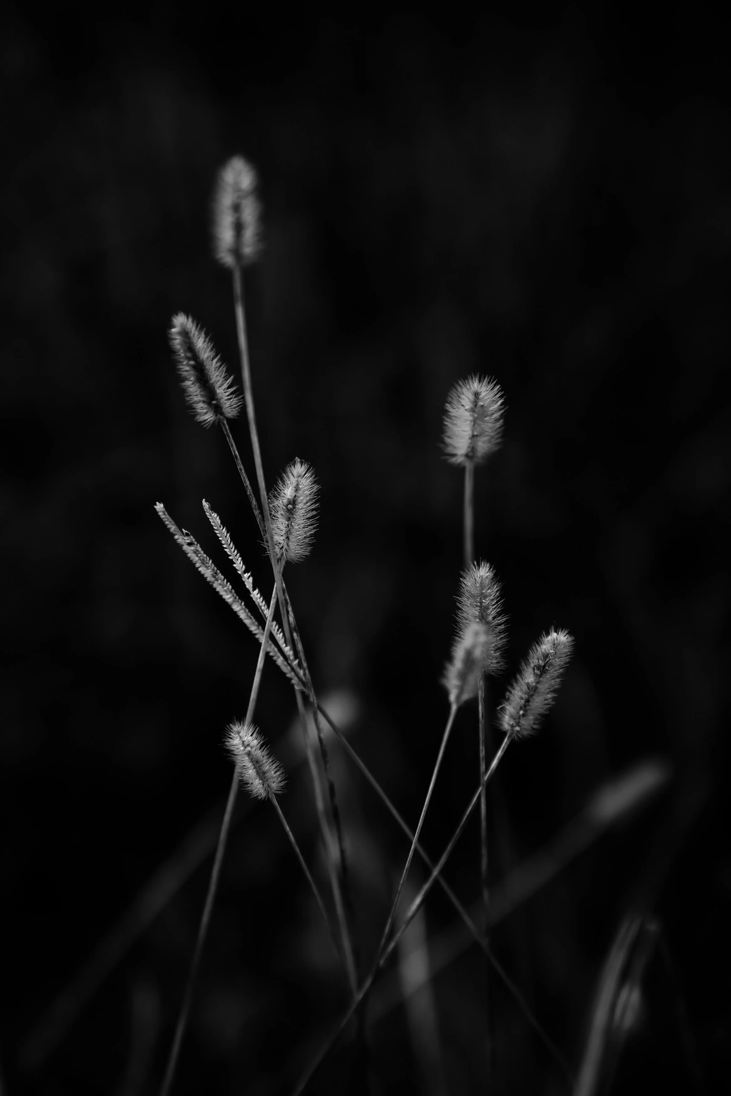Black and white macro of a gentle grass seed heads in delicate light against a dark background, Pinckney Island, SC.
