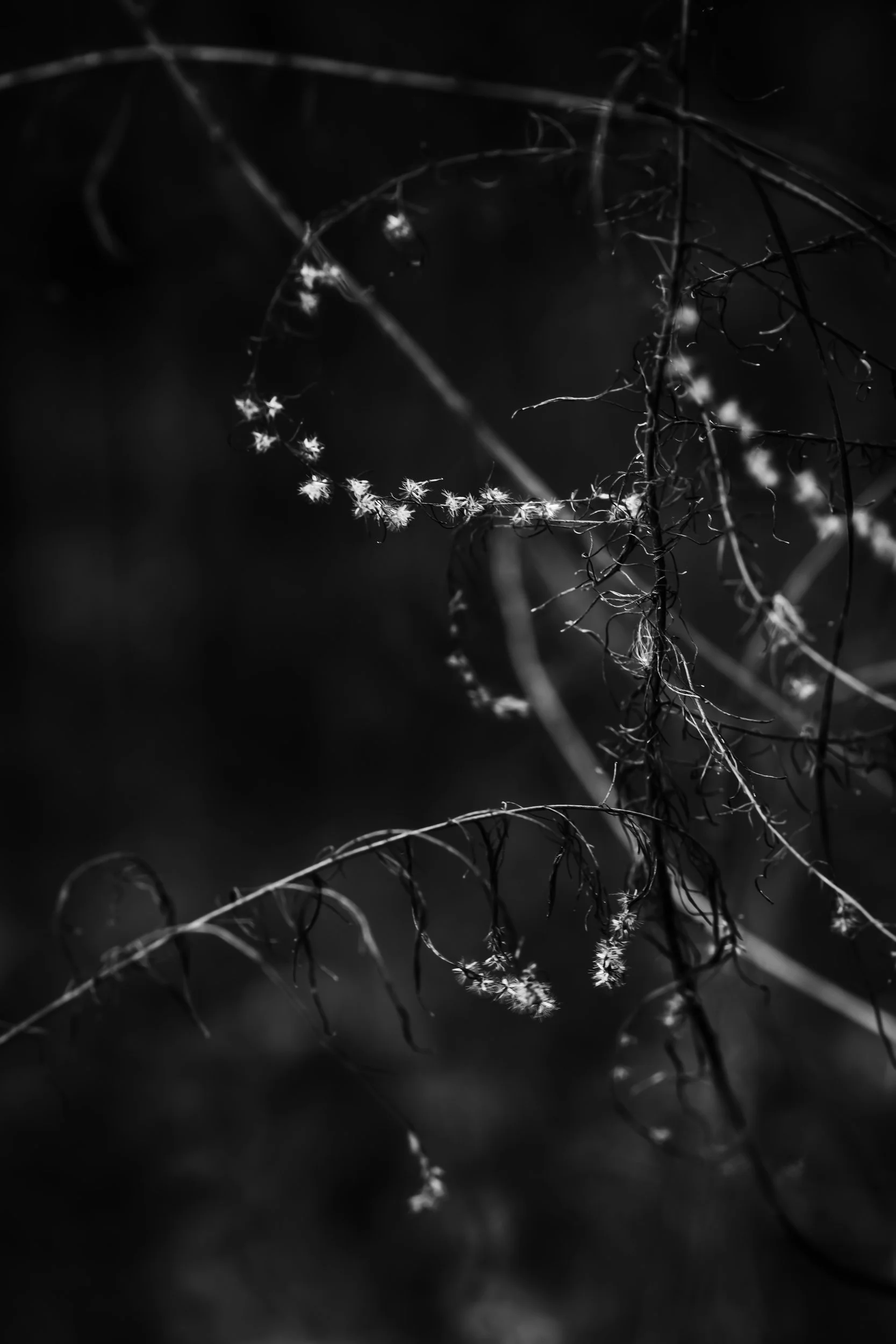 Delicate flowering tendrils backlit against dark bokeh background in Savannah, Georgia wetlands by Kelly O'Leary.