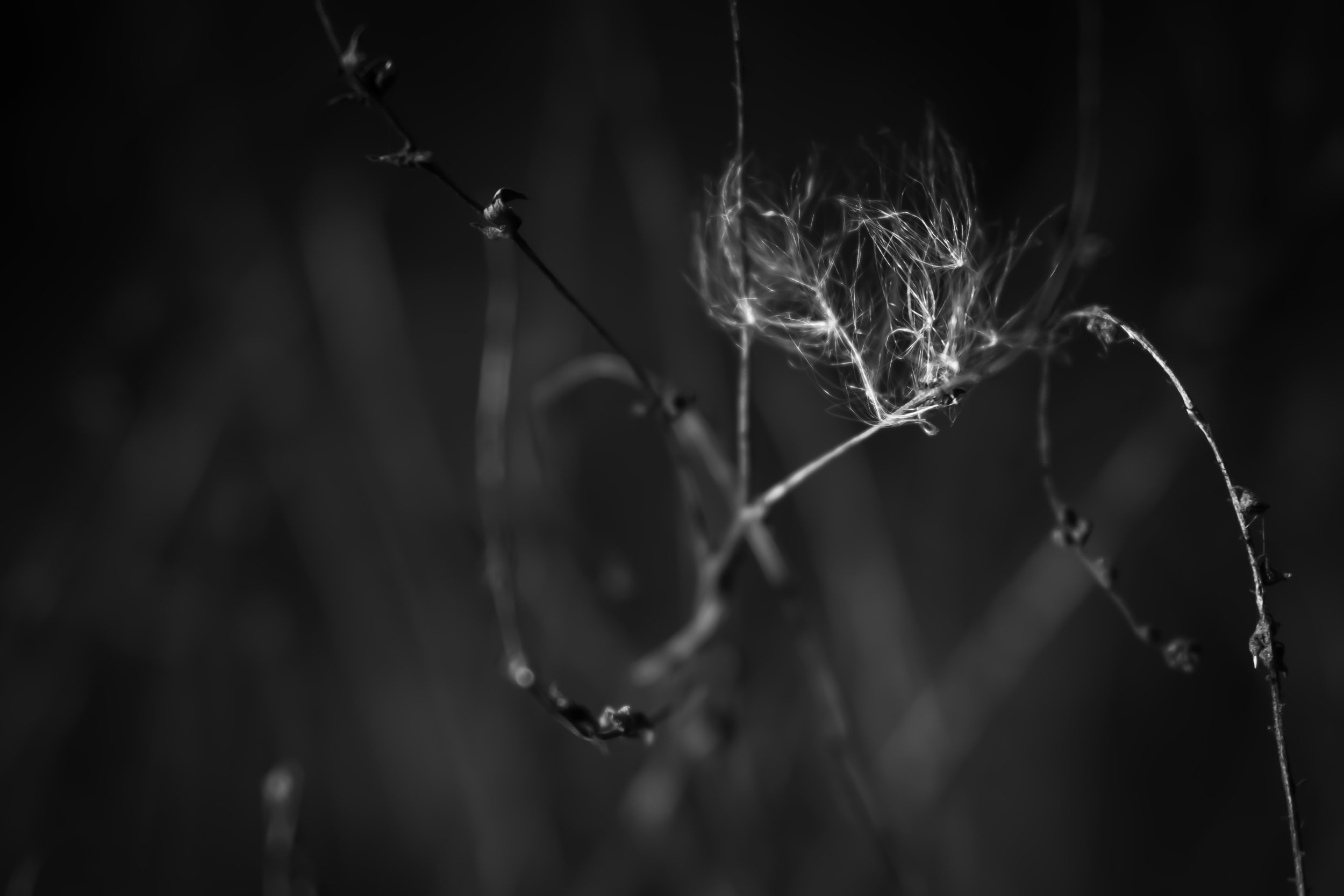 SOARING THROUGH THE AIR WITH THE GREATEST OF EASE