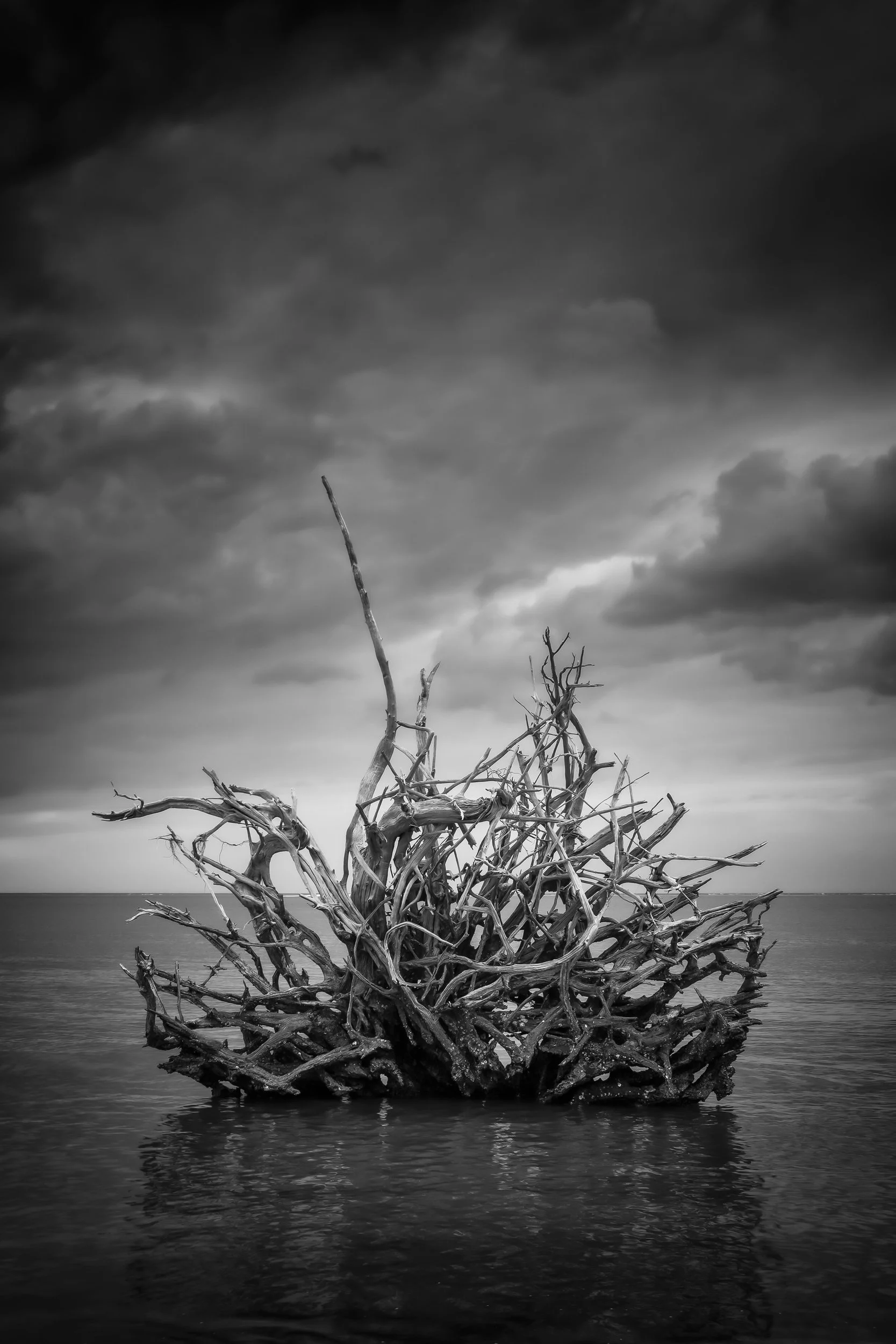 Elegant sculpted driftwood mass adrift in calm sea under dramatic stormy sky, Big Talbot State Park, Florida.