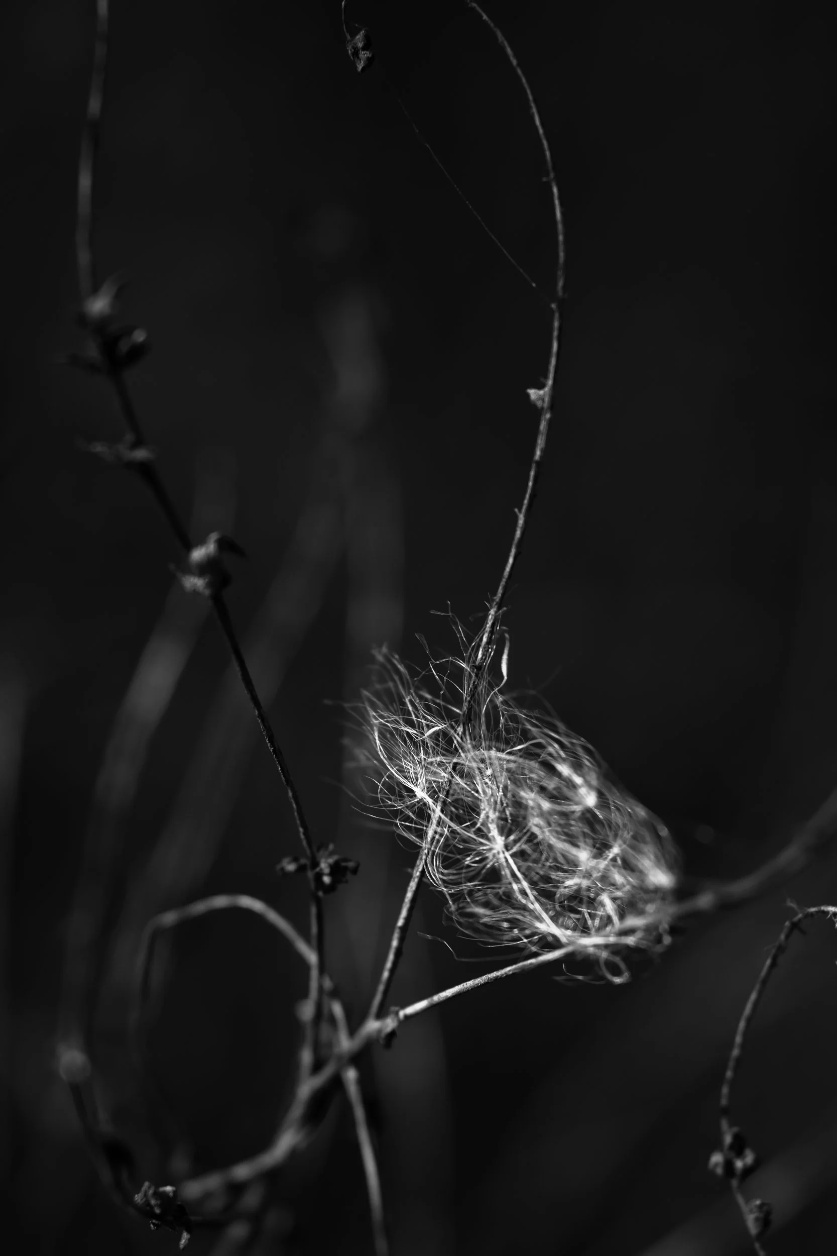 Ethereal wispy seed head caught on bare twigs glowing against a dark background in Savannah, Georgia by Kelly O'Leary.