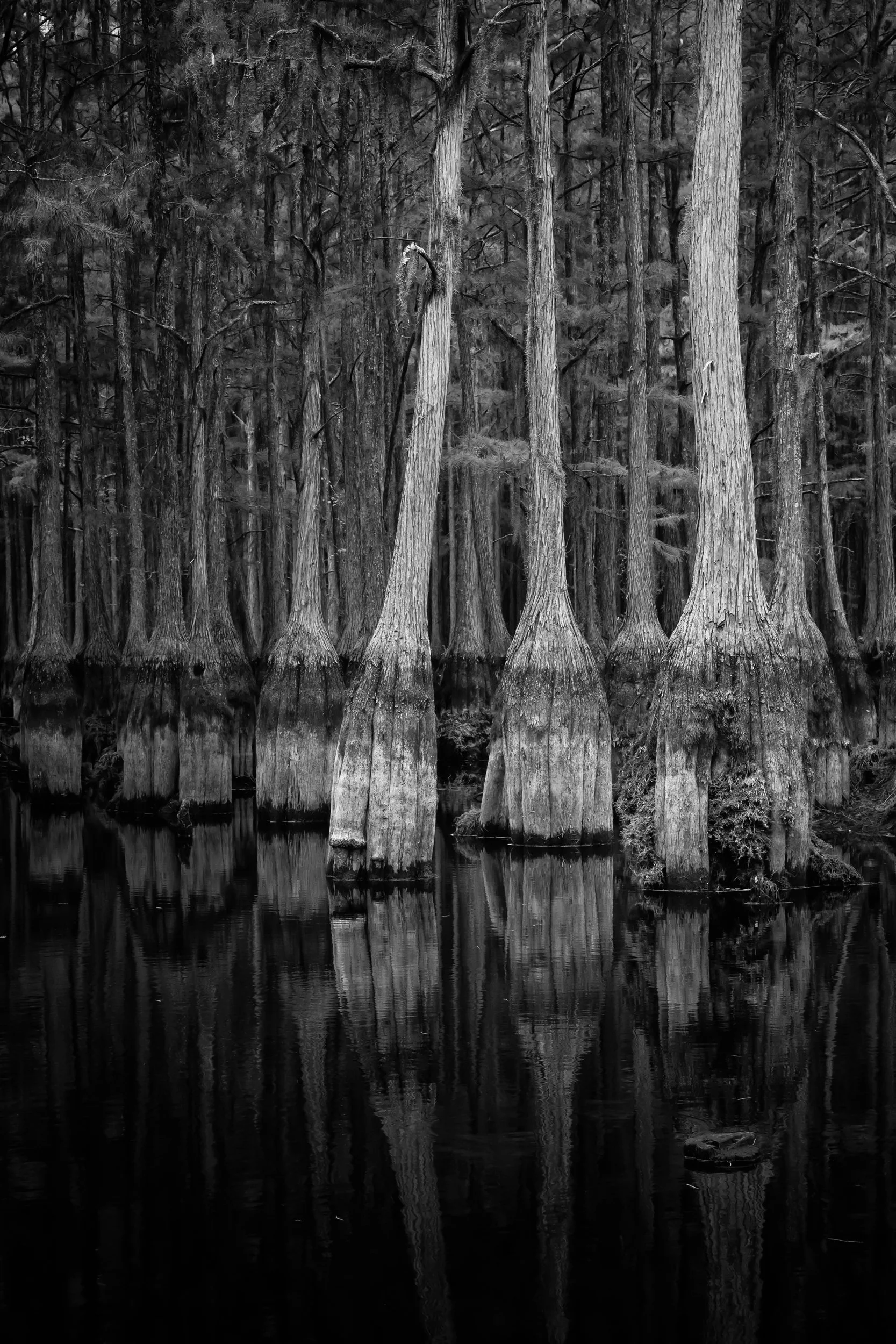 Stately gathering of cypress trees in serene waters of South Georgia by Kelly O'Leary