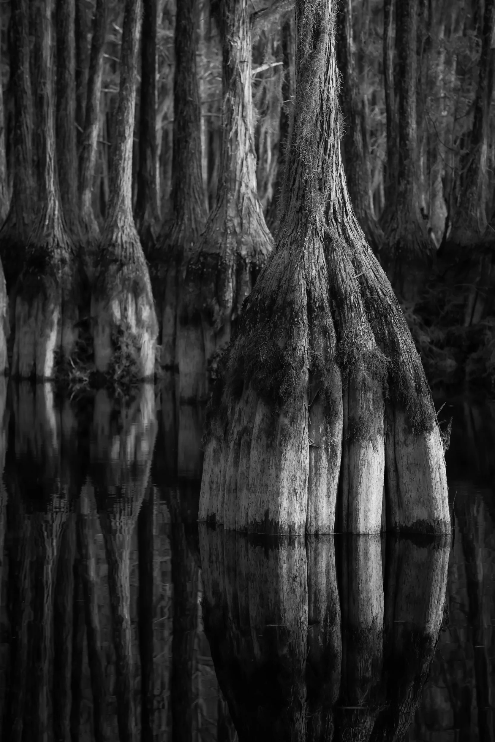 Black and white contemporary image of towering ancient Cypress trees in tranquil waters, south Georgia.