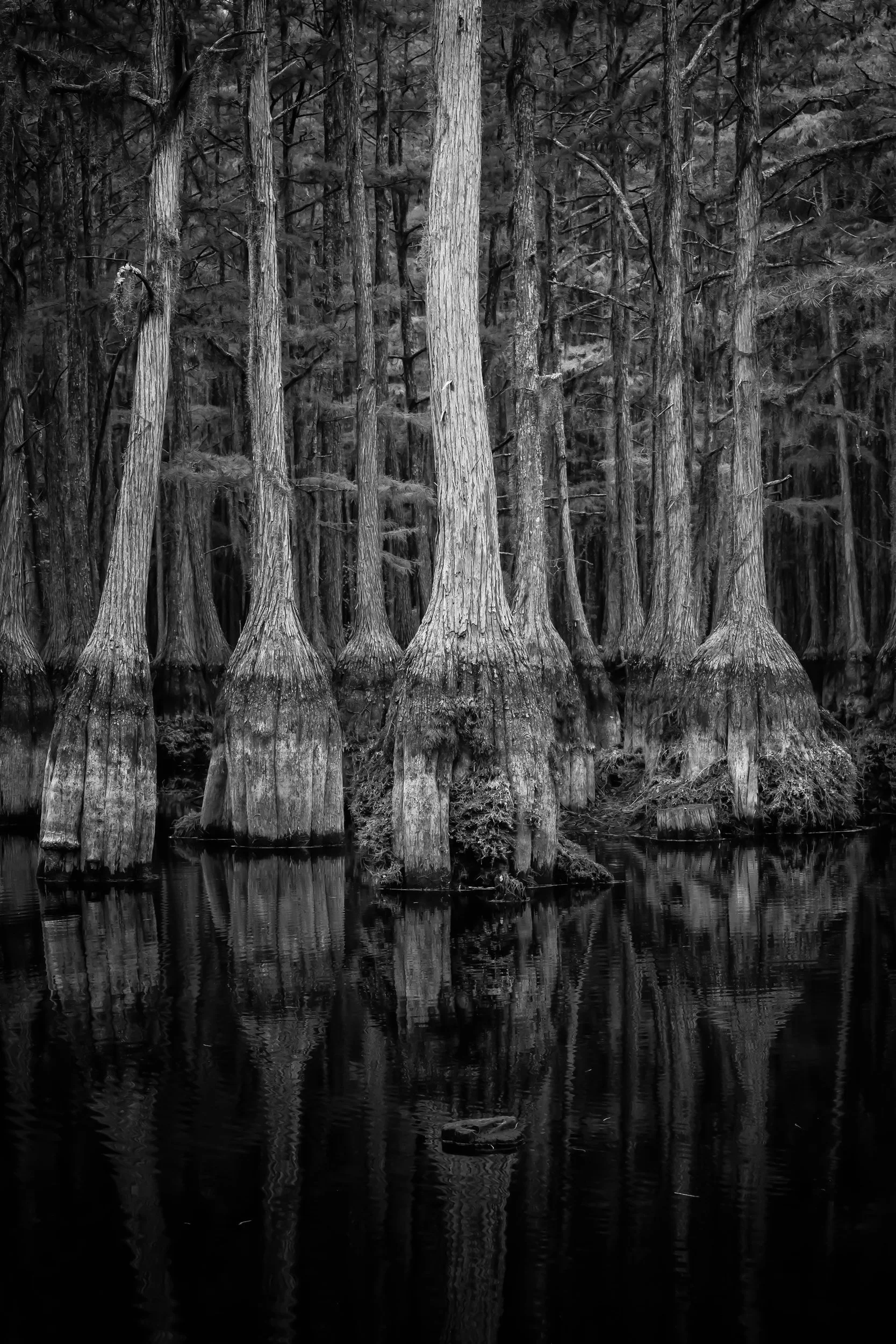 Graceful ancient cypress trees rising from tranquil dark water in southern Georgia by Kelly O'Leary.