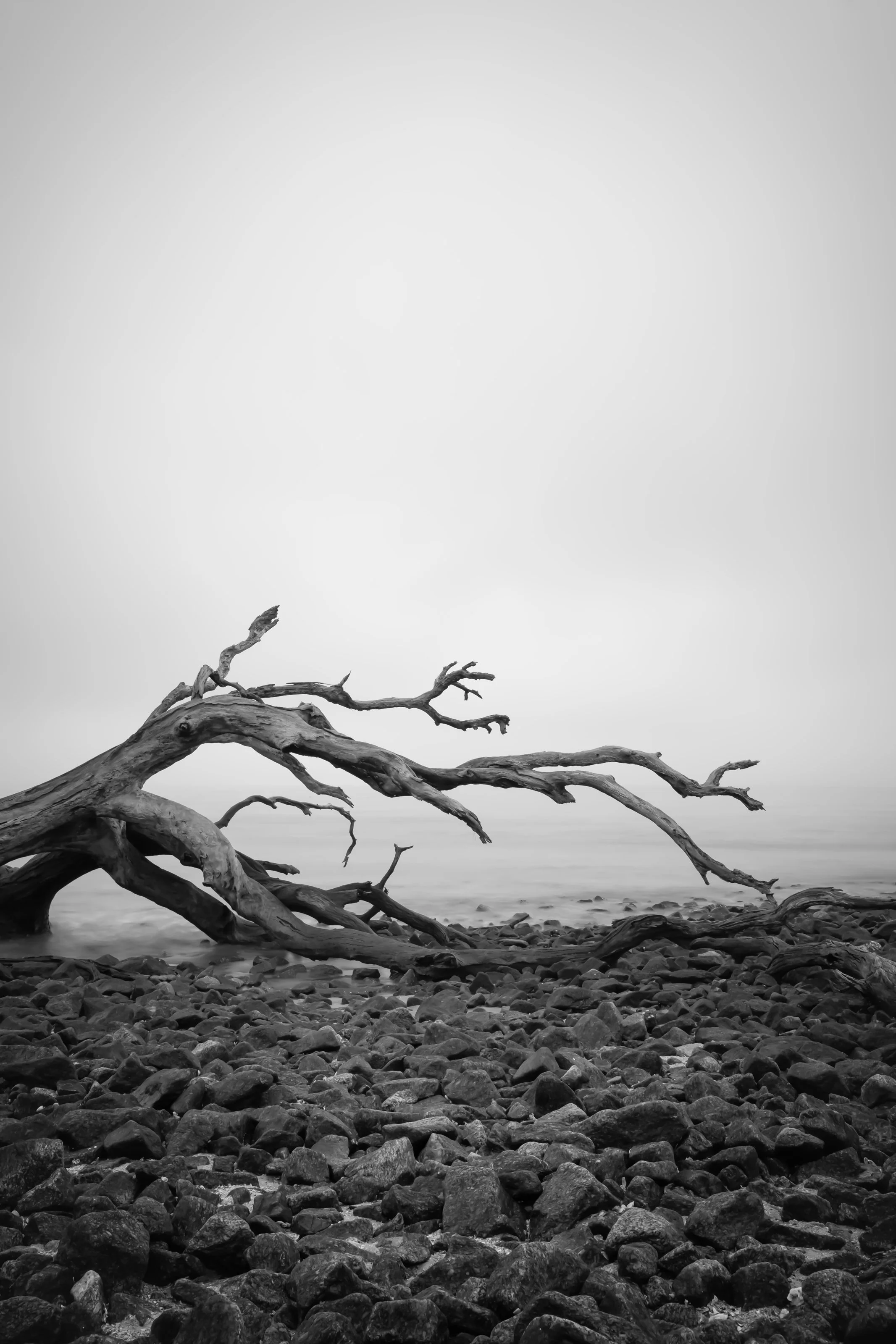 Large driftwood laying on rocky shore in fog along the Golden Isle coastline of Georgia.
