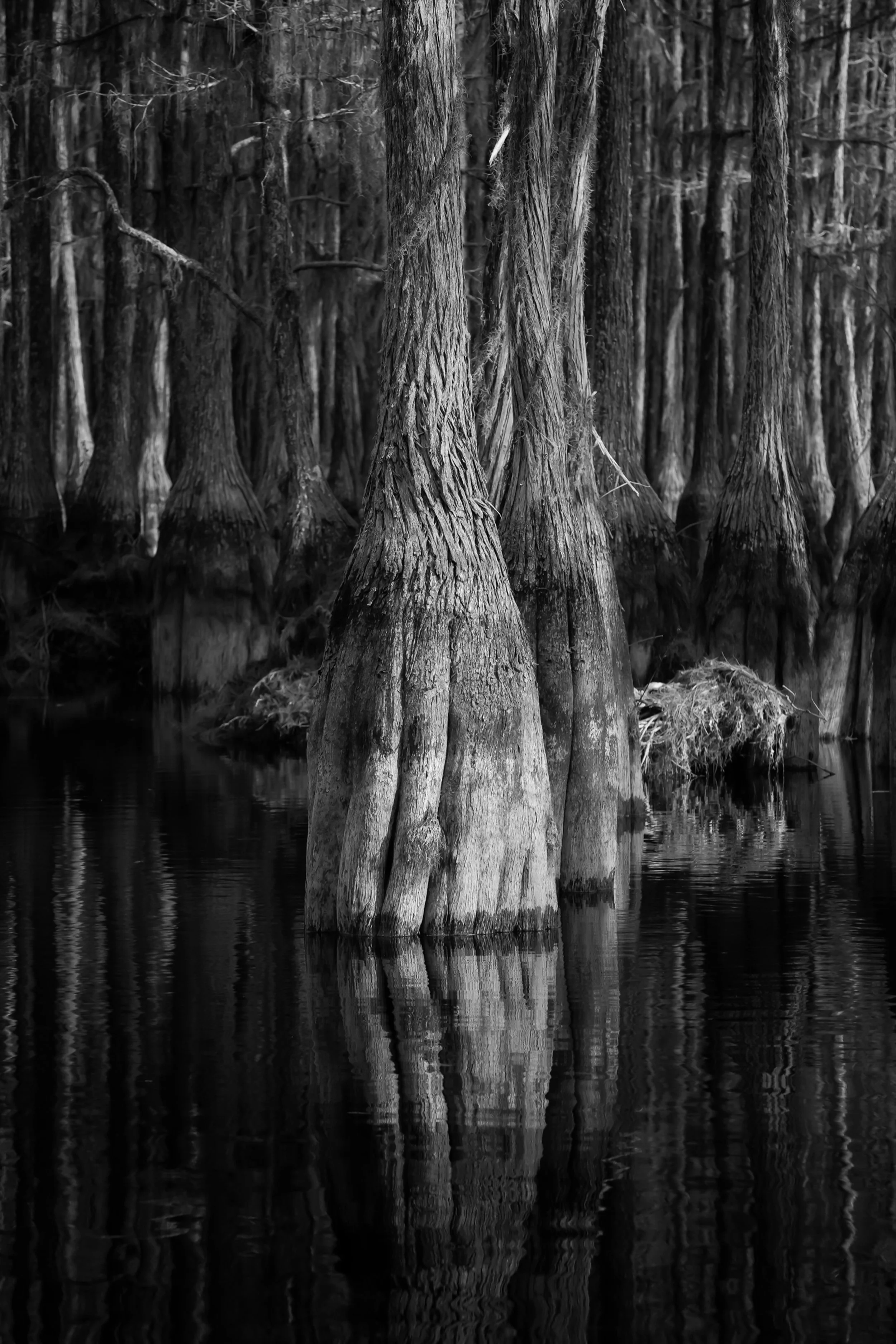 Cypress trees illuminated in evening light in quiet waters of South Georgia by Kelly O'Leary