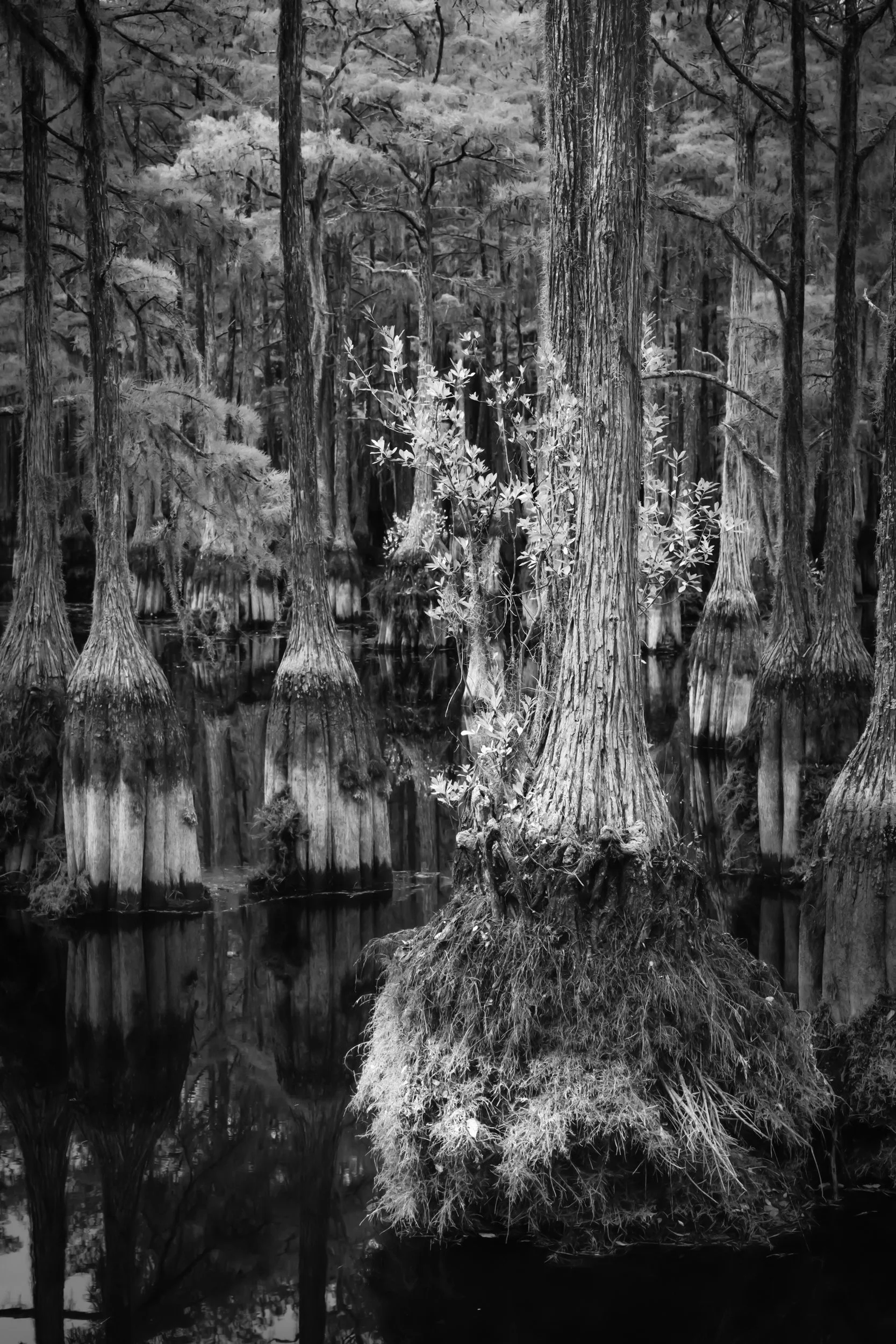 Gracious cypress tree with exposed roots adorned with saplings in tranquil pond in southern Georgia by Kelly O'Leary.