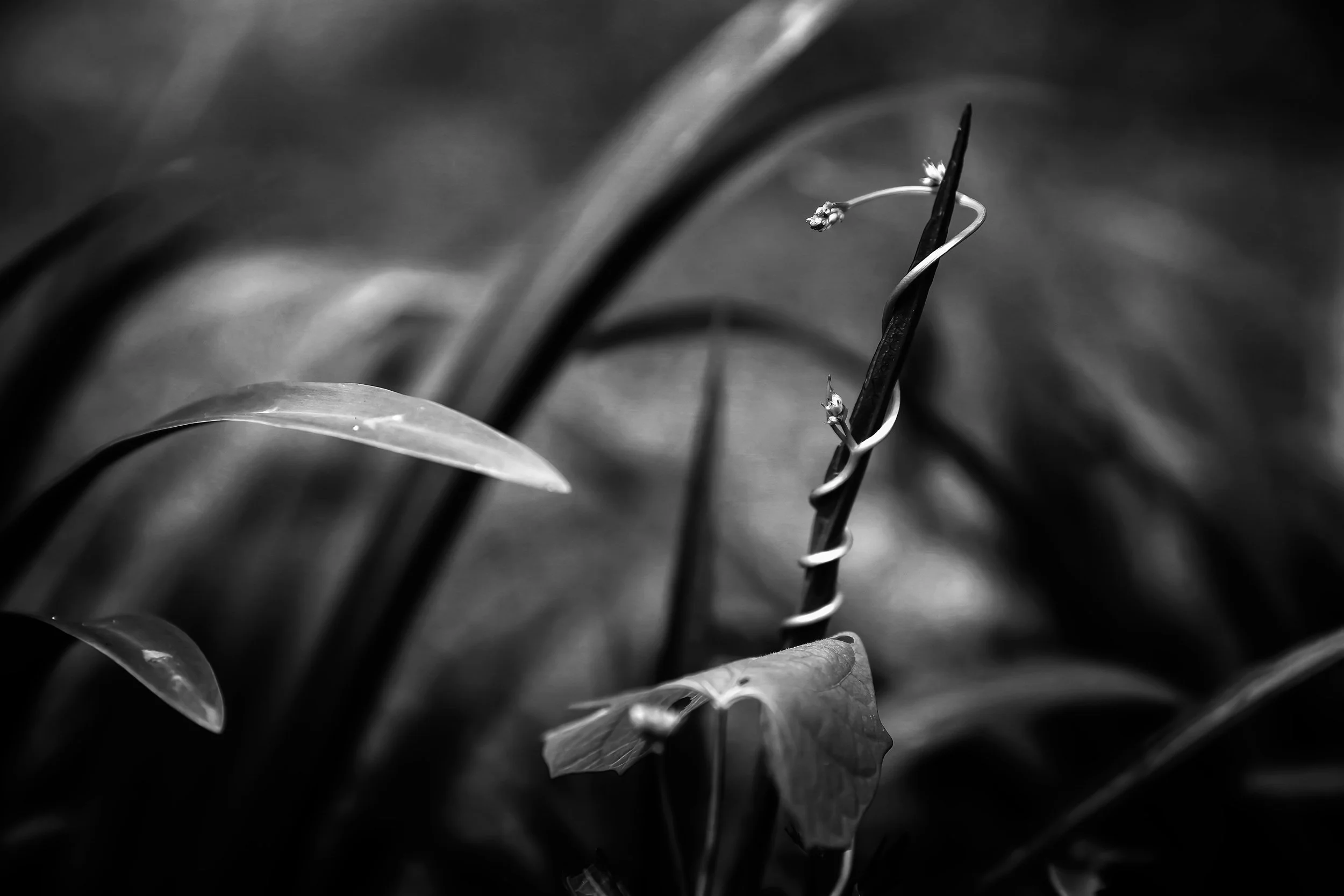 Spiraling plant tendril with tiny buds emerging around a grass blade with soft bokeh background in Alabama.