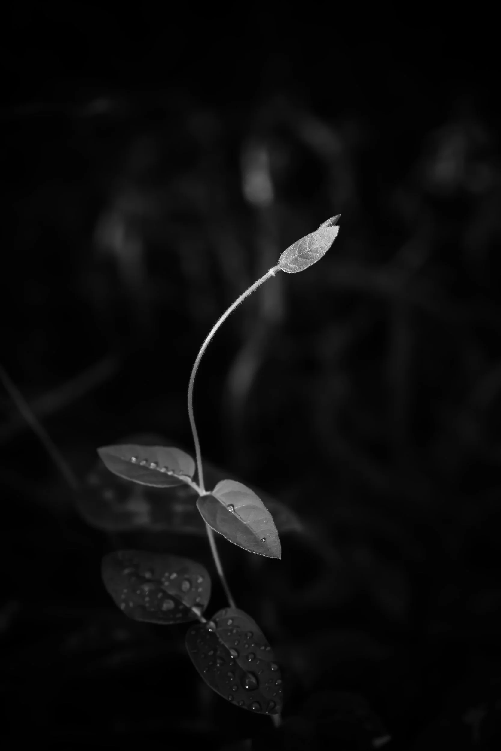 Delicate young plant stem with dew drops on leaves and a single unfurling bud against a dark background, Savannah, Georgia.