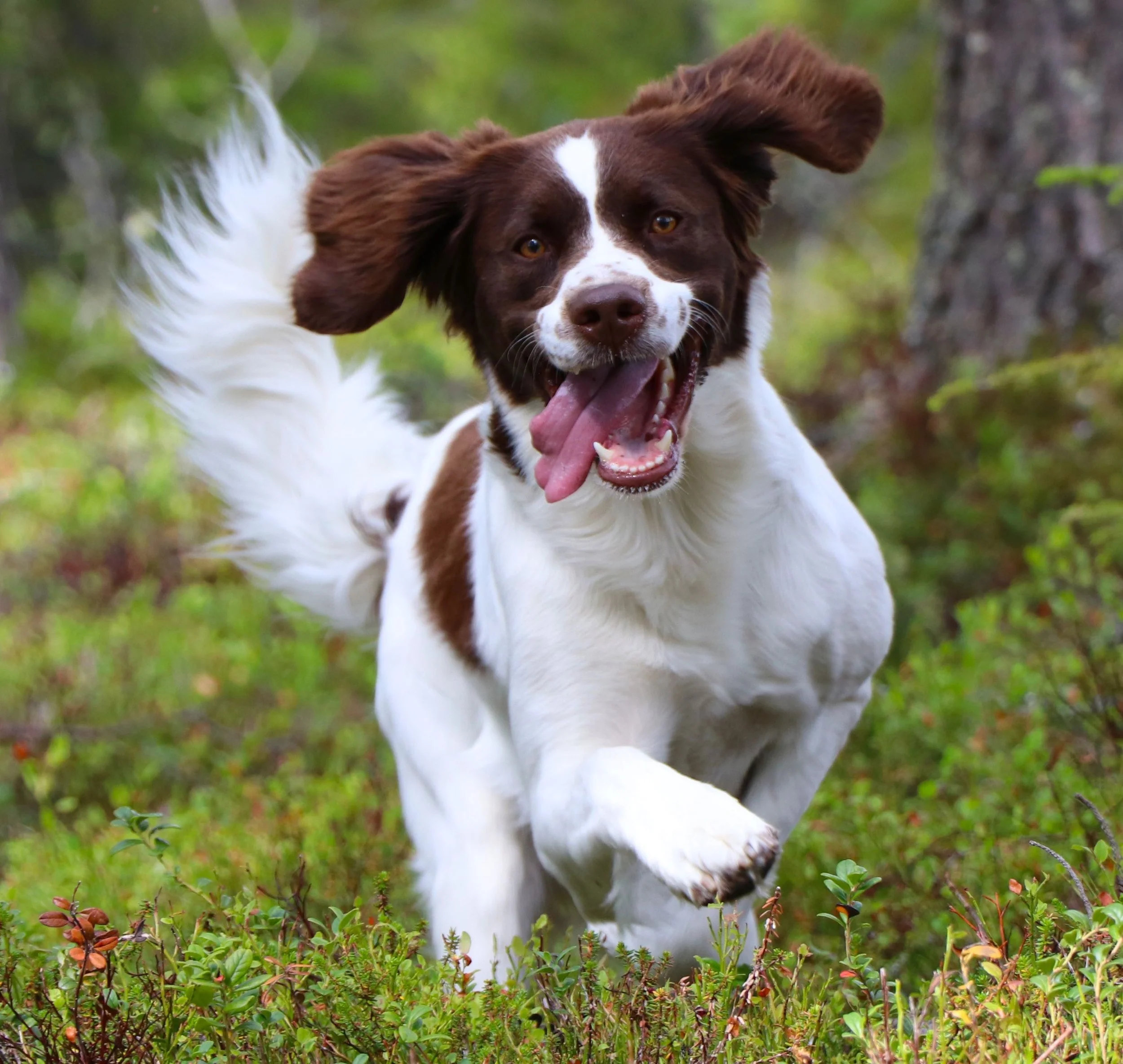 Glad och löpande hund i skog med grönt gräs och träd i bakgrunden.