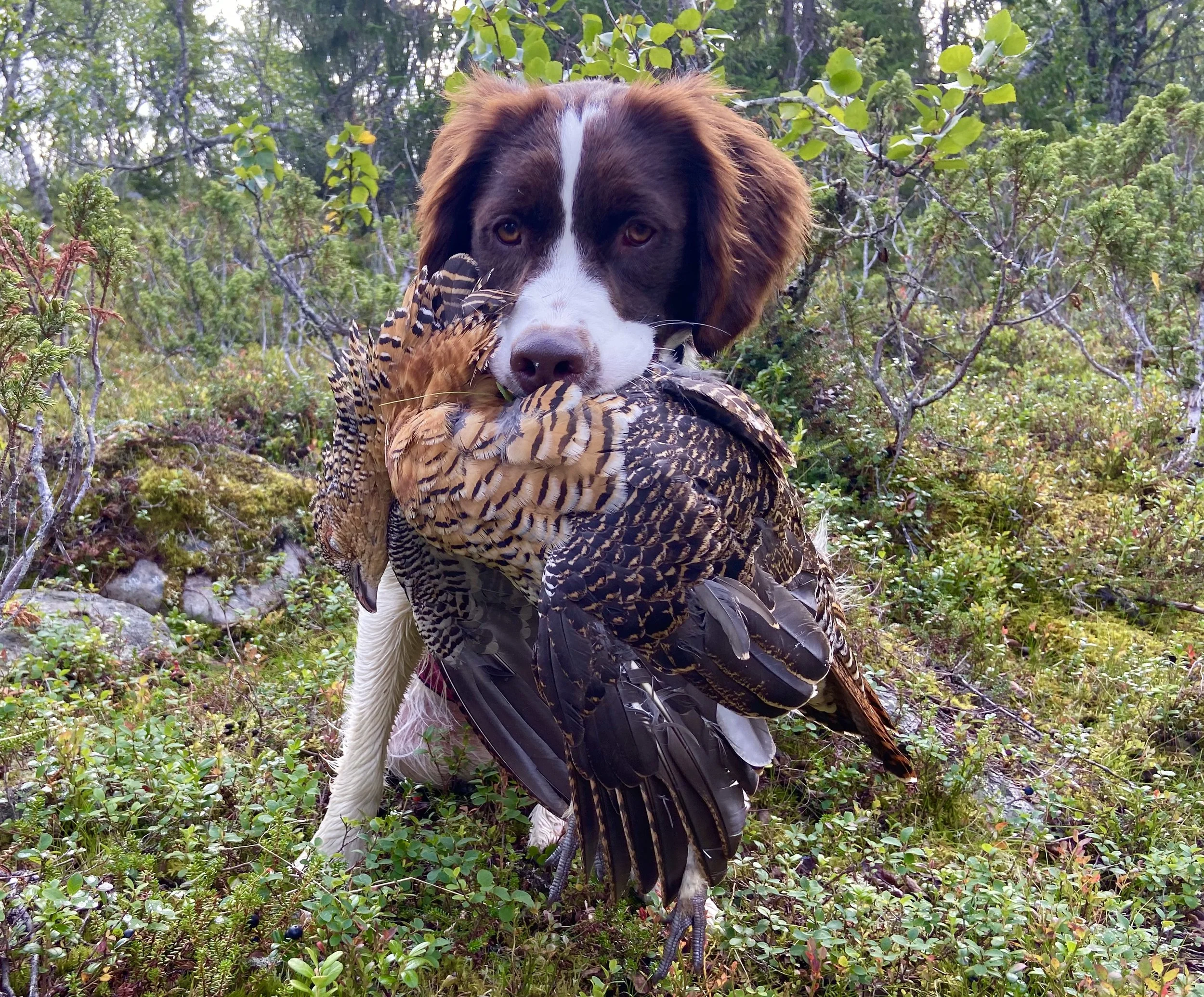 Apporteringskurs för stående fågelhund