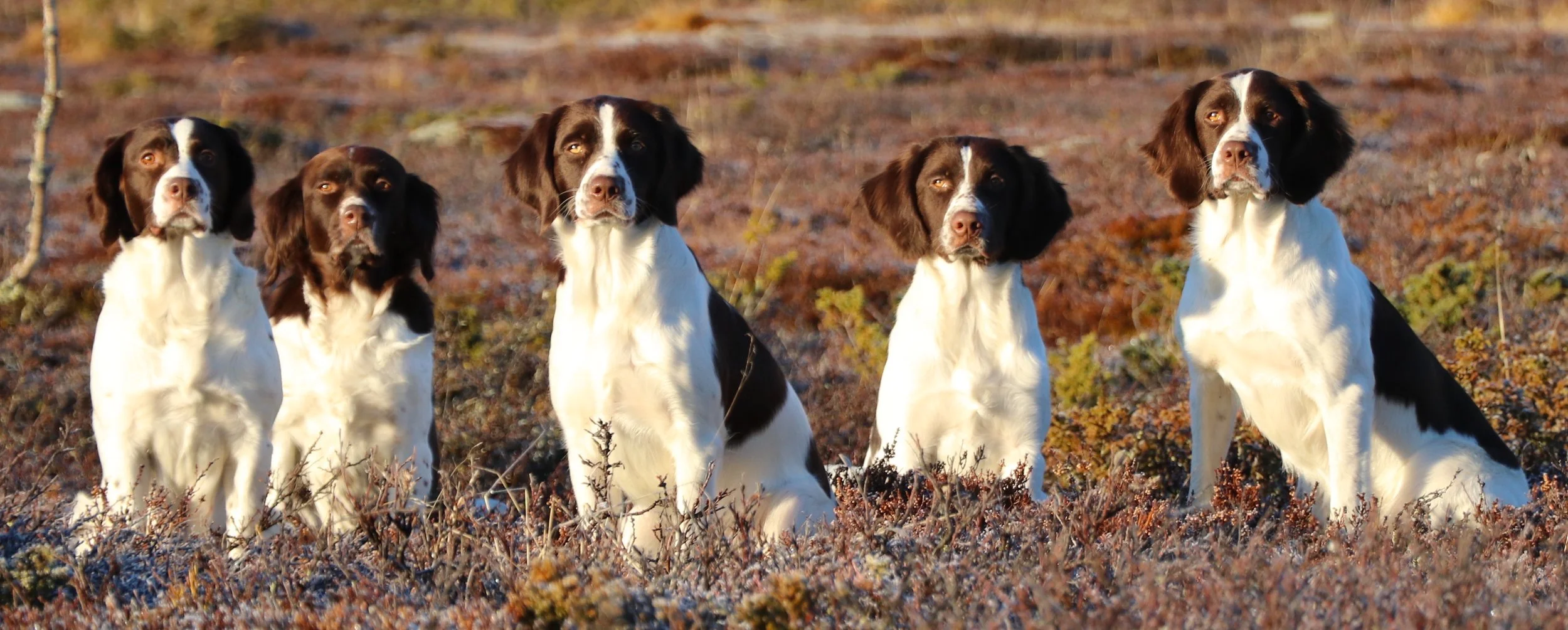 Fem jaktlabradorer, sittande i en höstskog.