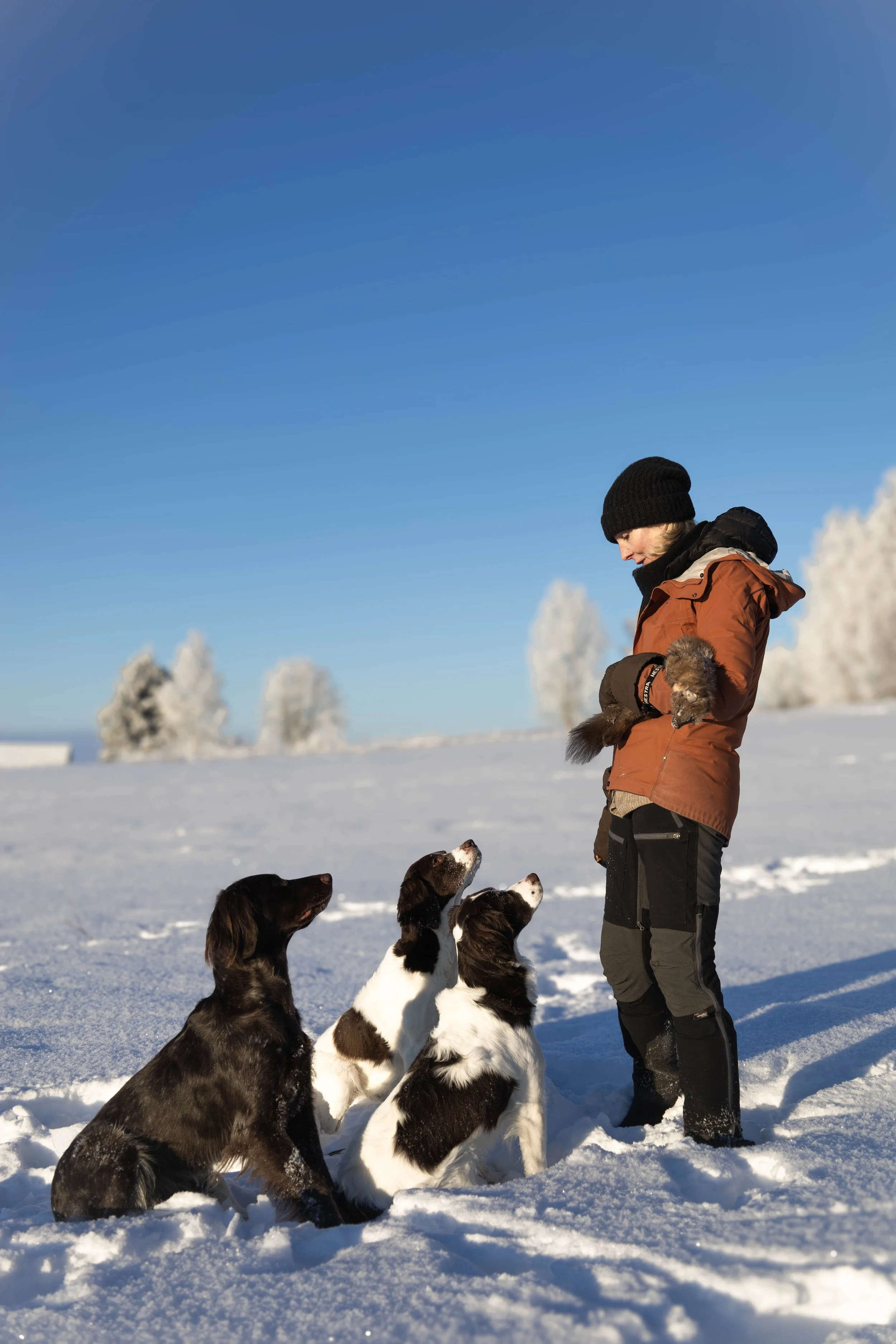 Person i vinterjacka och mössa tränar tre hundar i snön.