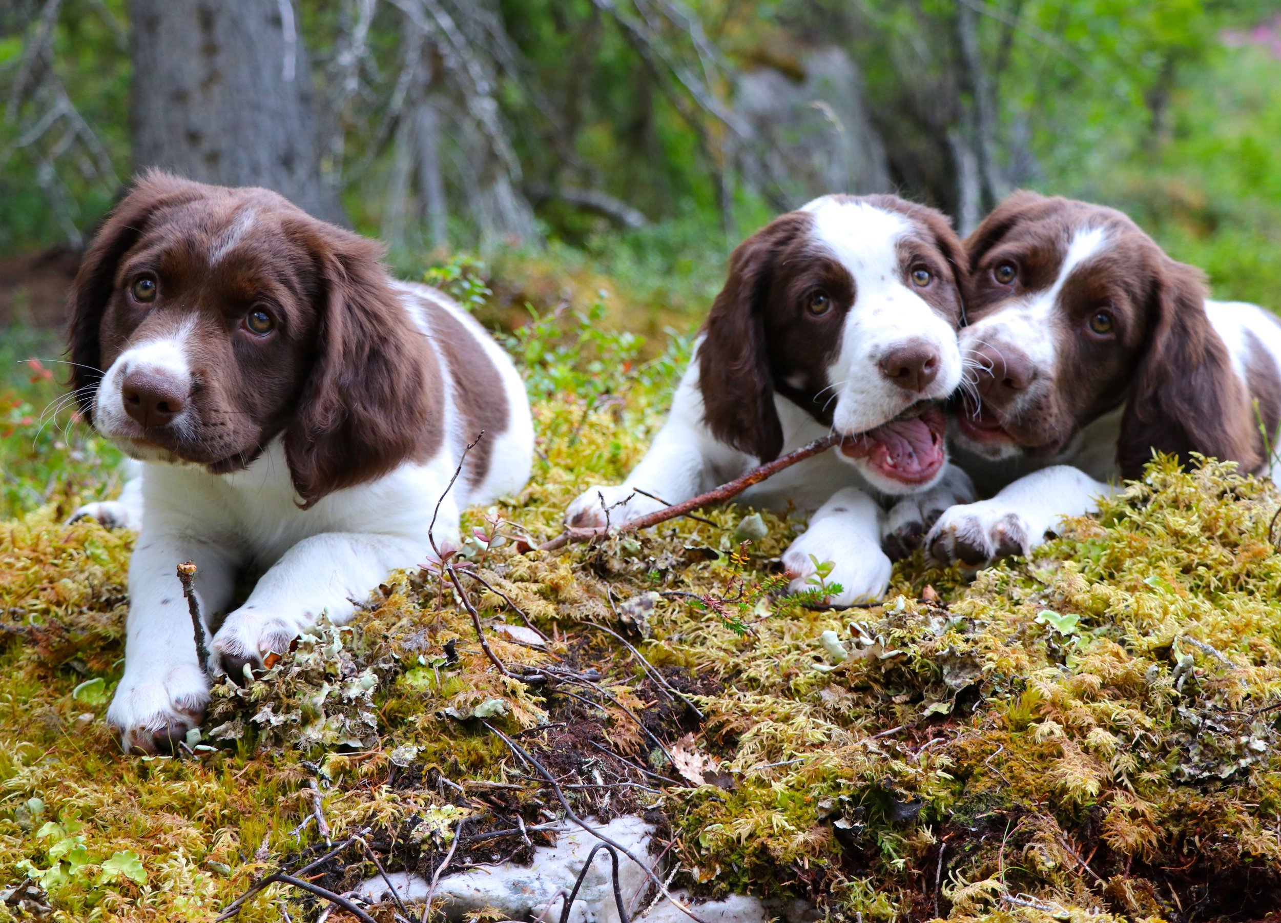 Fyra valpar, tre av dem är bruna och vita, leker och vilar i en skogsmiljö med mycket grönskande vegetation.