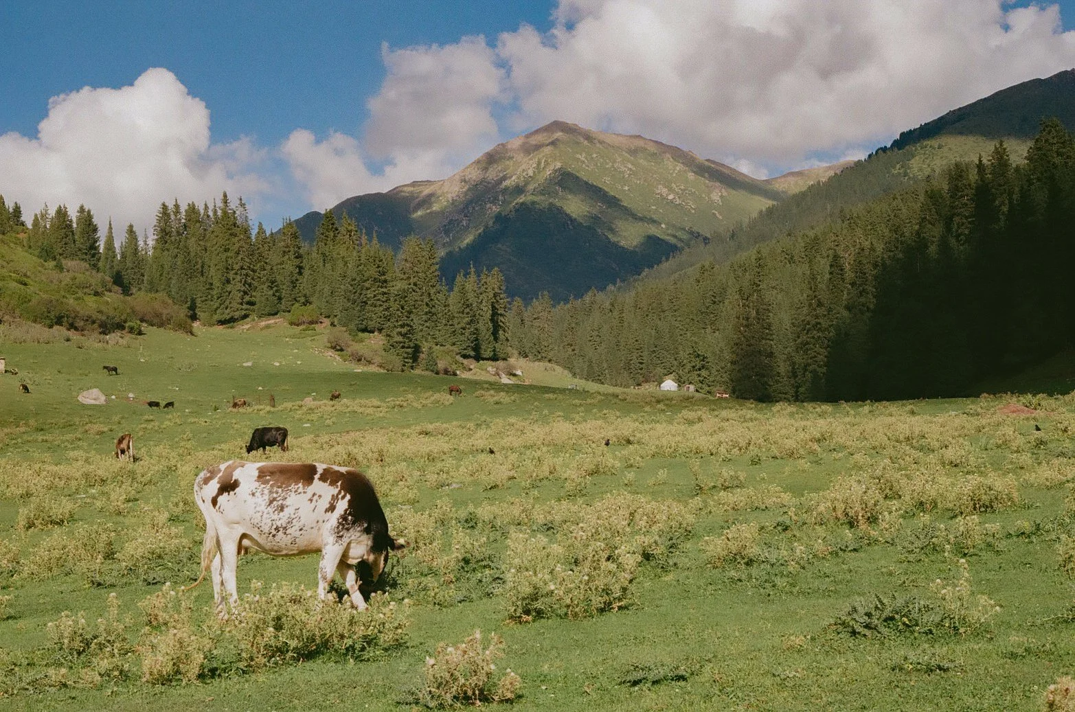 Kyrgyz-4.jpg