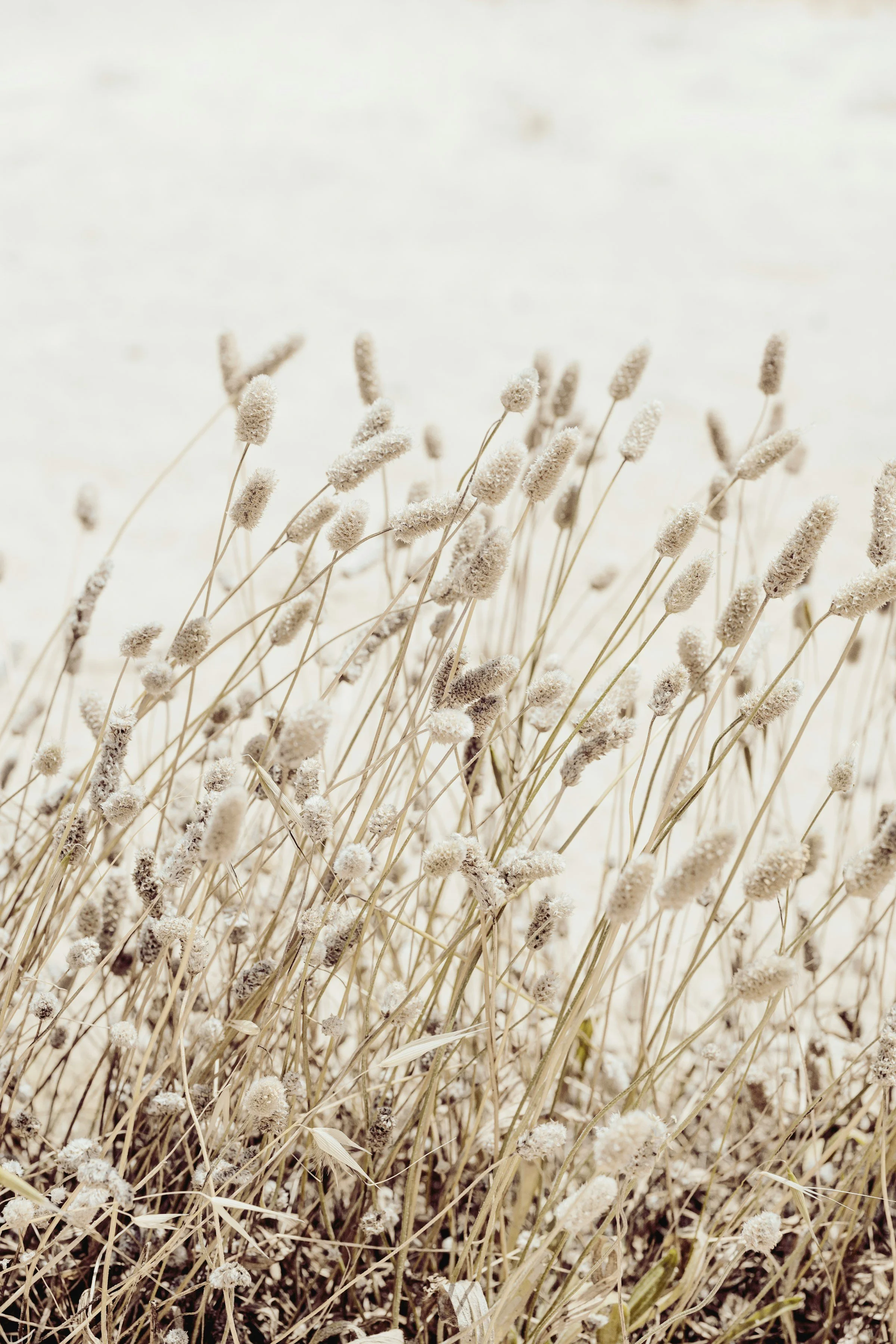 Dry beige grasses with fuzzy seed heads in a field.