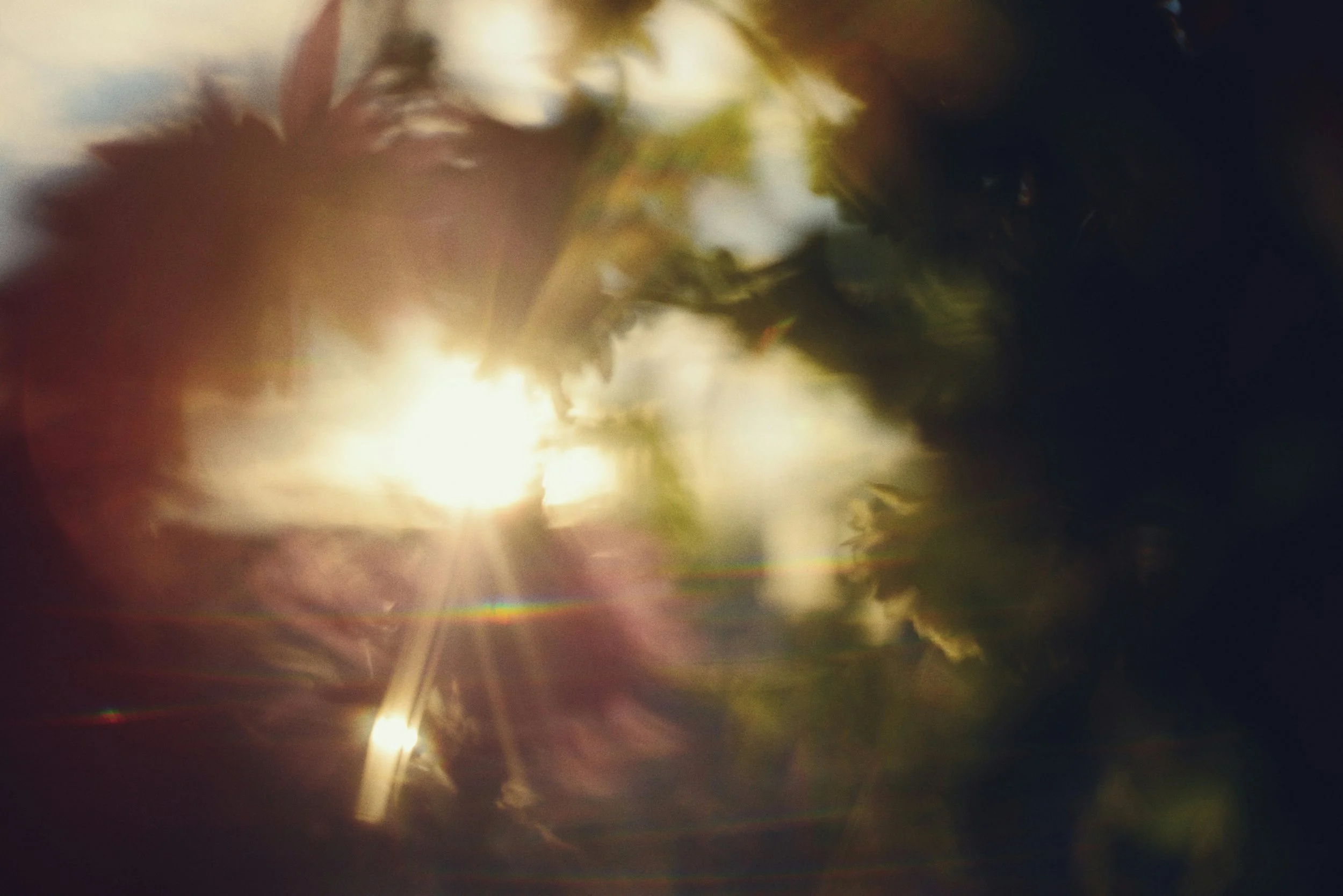 Sunlight shining through leaves of a tree with lens flare and dark shadows.