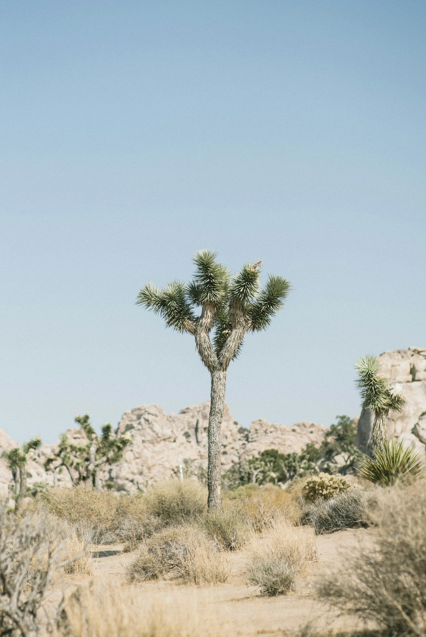 A desert landscape with a tall Joshua tree, dry bushes, rock formations in the background, and a clear blue sky.