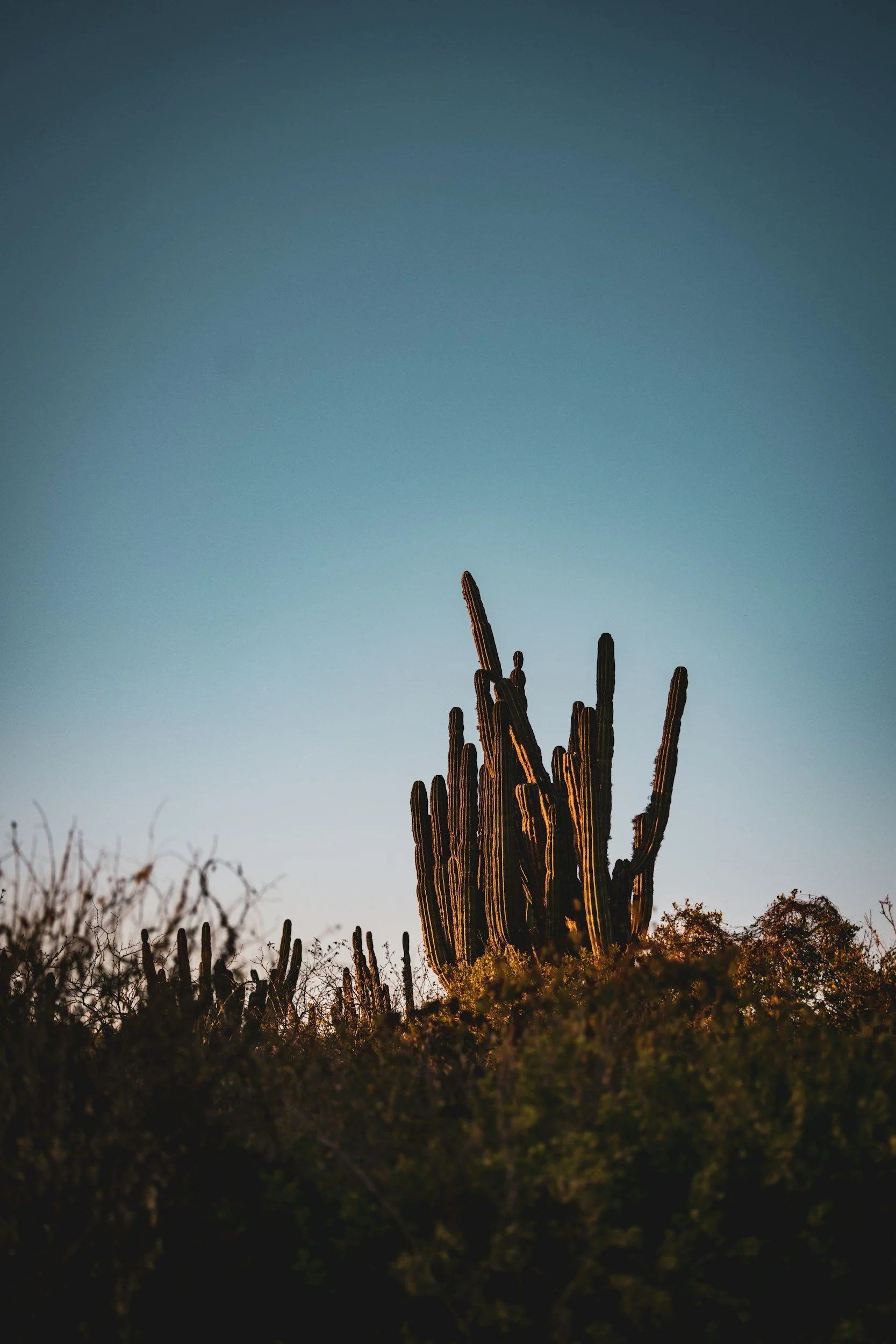 Desert landscape at dusk featuring a tall saguaro cactus surrounded by smaller desert plants and bushes.