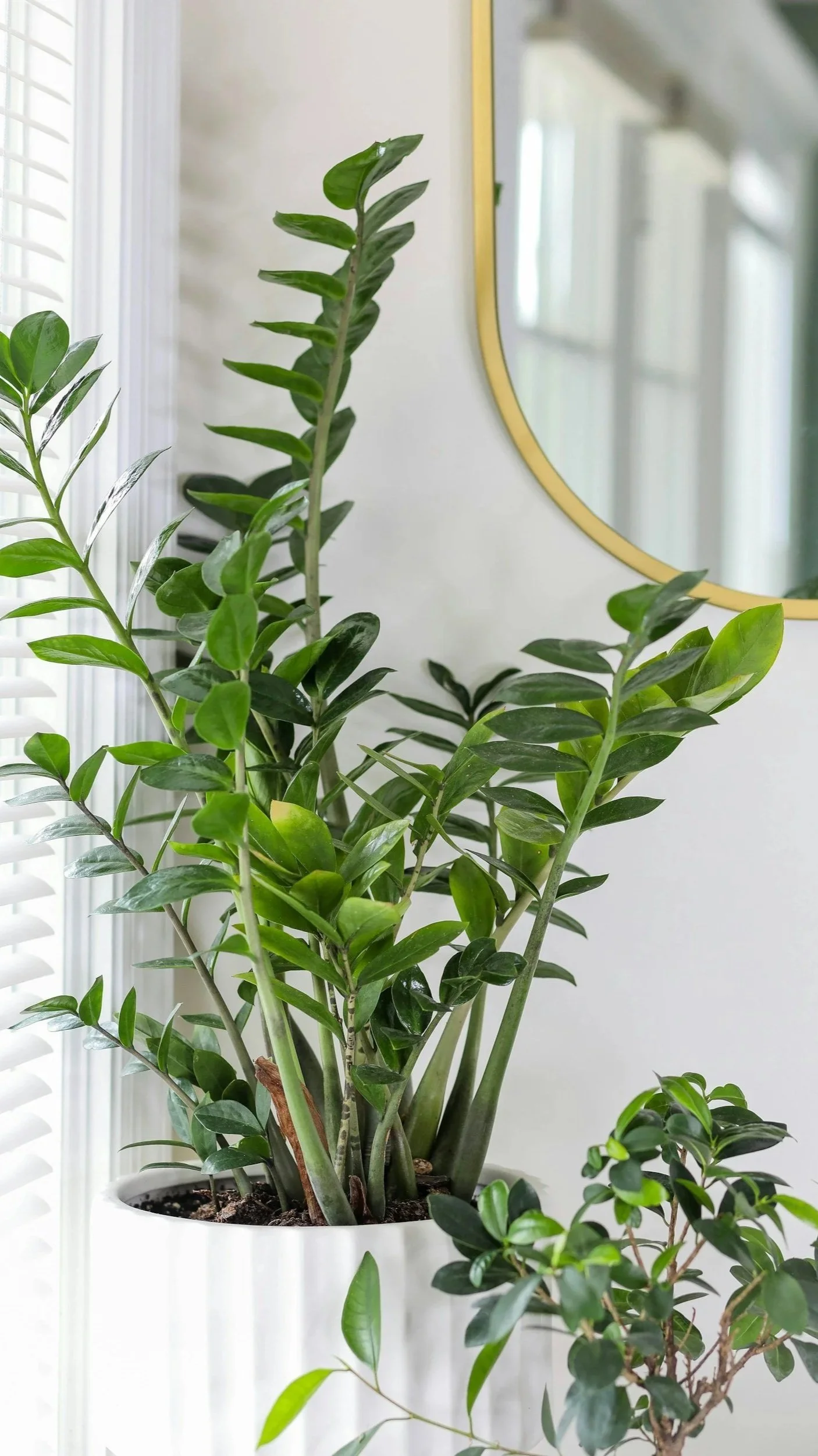 Indoor houseplants in white pots near a window with blinds and a mirror