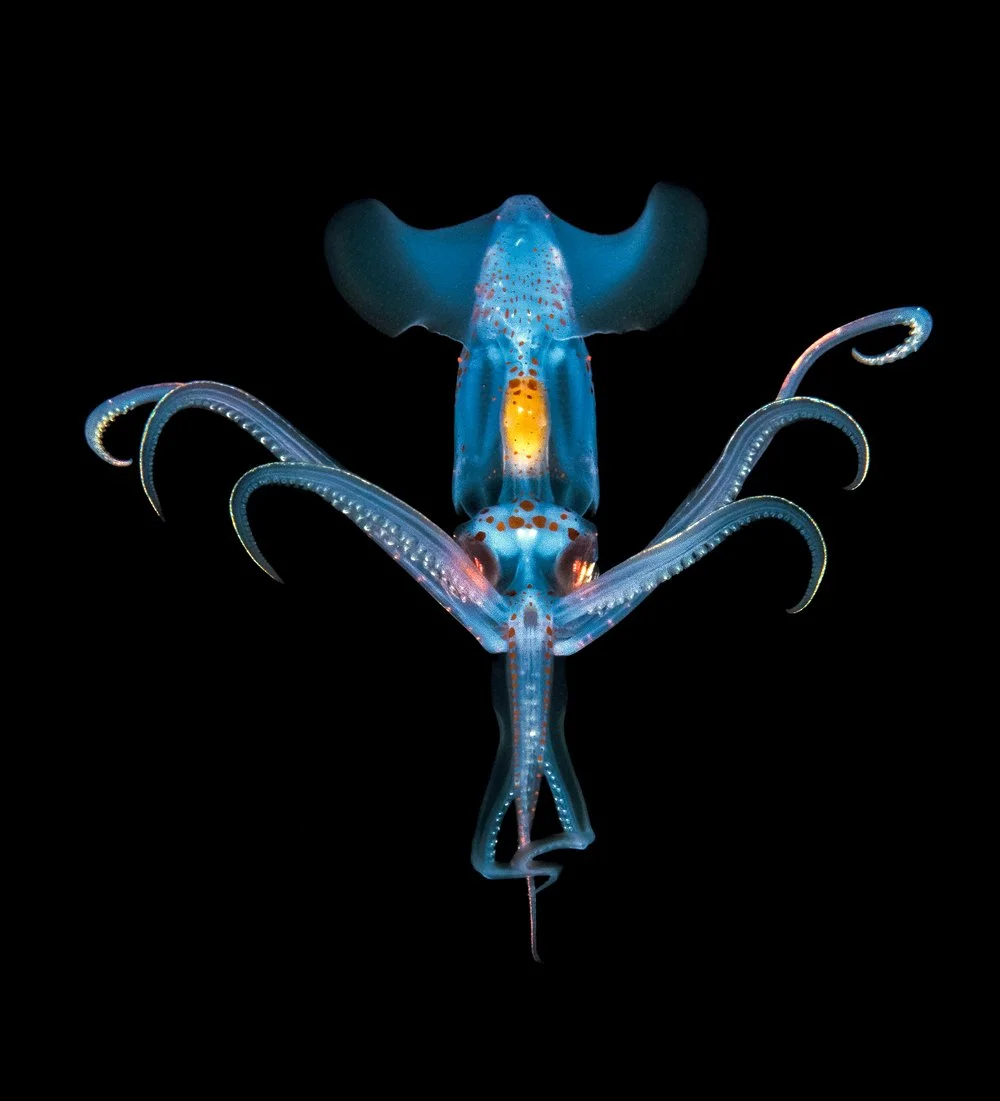 Ein leuchtend blauer Tintenfisch mit langen, gebogenen Tentakeln vor schwarzem Hintergrund.