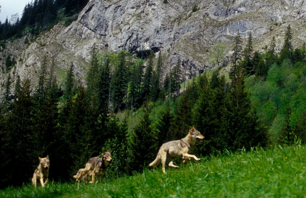 Drei Wölfe laufen durch eine grüne Wiese vor einem Wald mit Bergen im Hintergrund.
