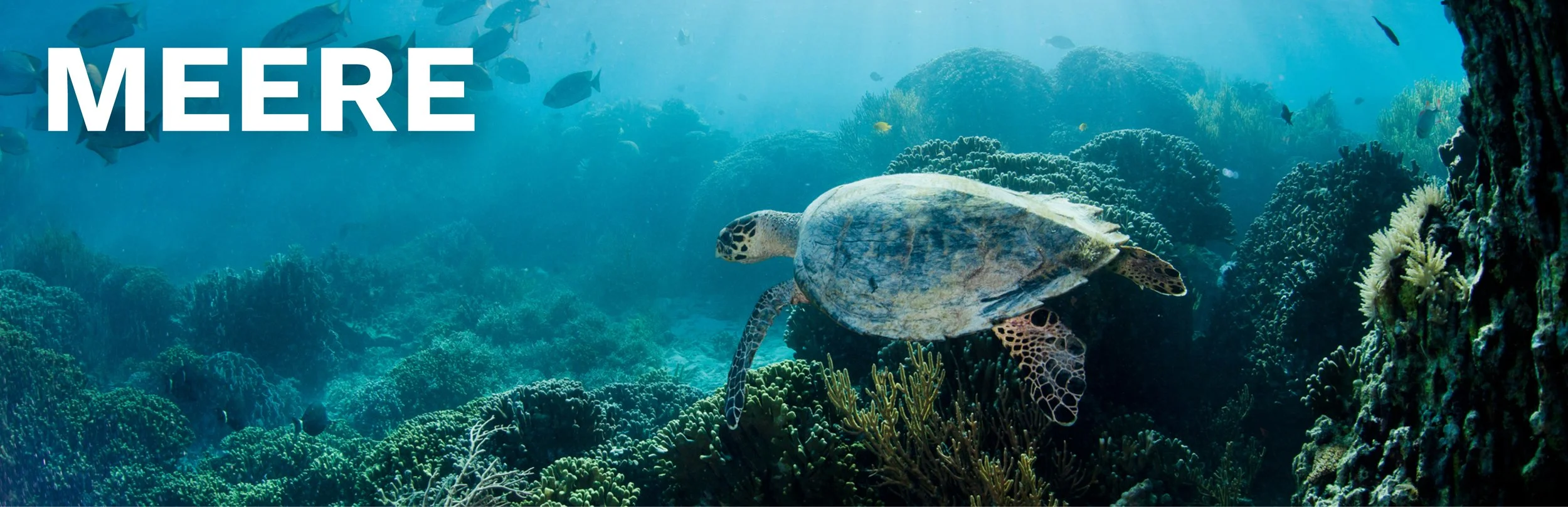 Schildkröte schwimmt über Korallenriff im Meer.
