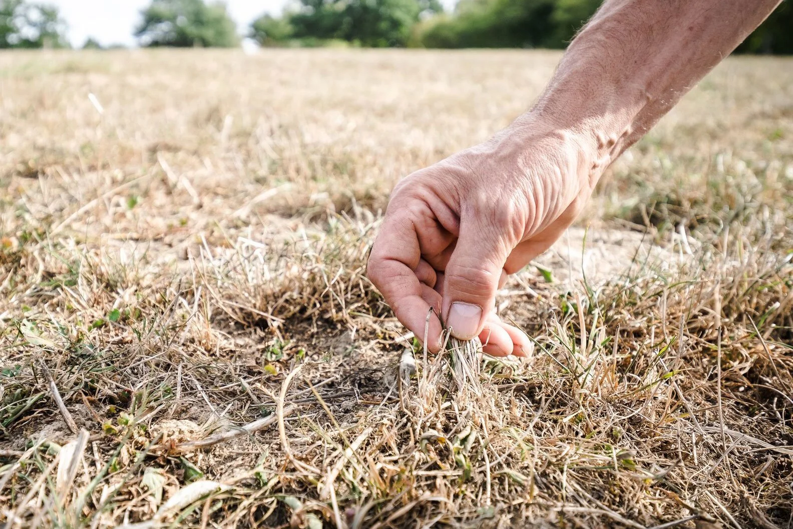 Hand, die auf trockene Erde mit wenigen grünen Pflanzen greift.