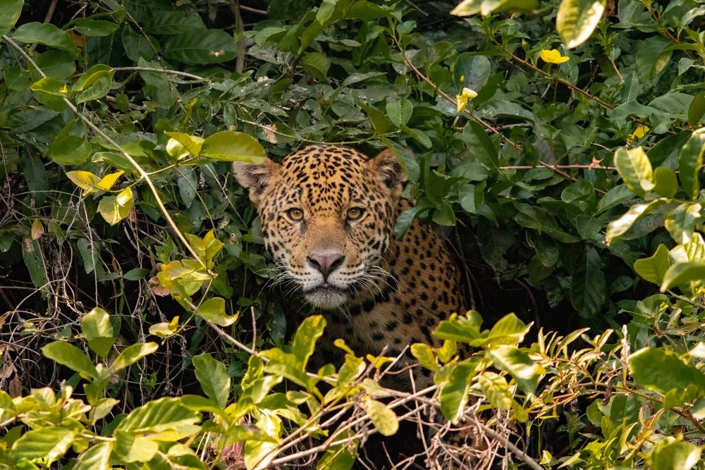 Ein Leopard versteckt sich in Büsche mit grünen Blättern und schaut direkt in die Kamera.