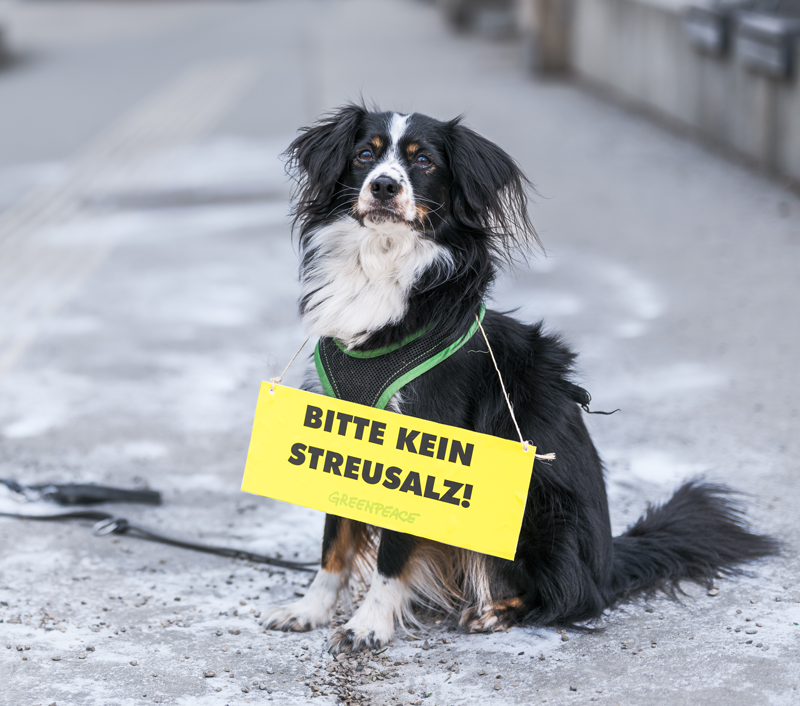 Hund mit Schild, das sagt "Bitte kein Streusalz!" in einer Stadtumgebung.