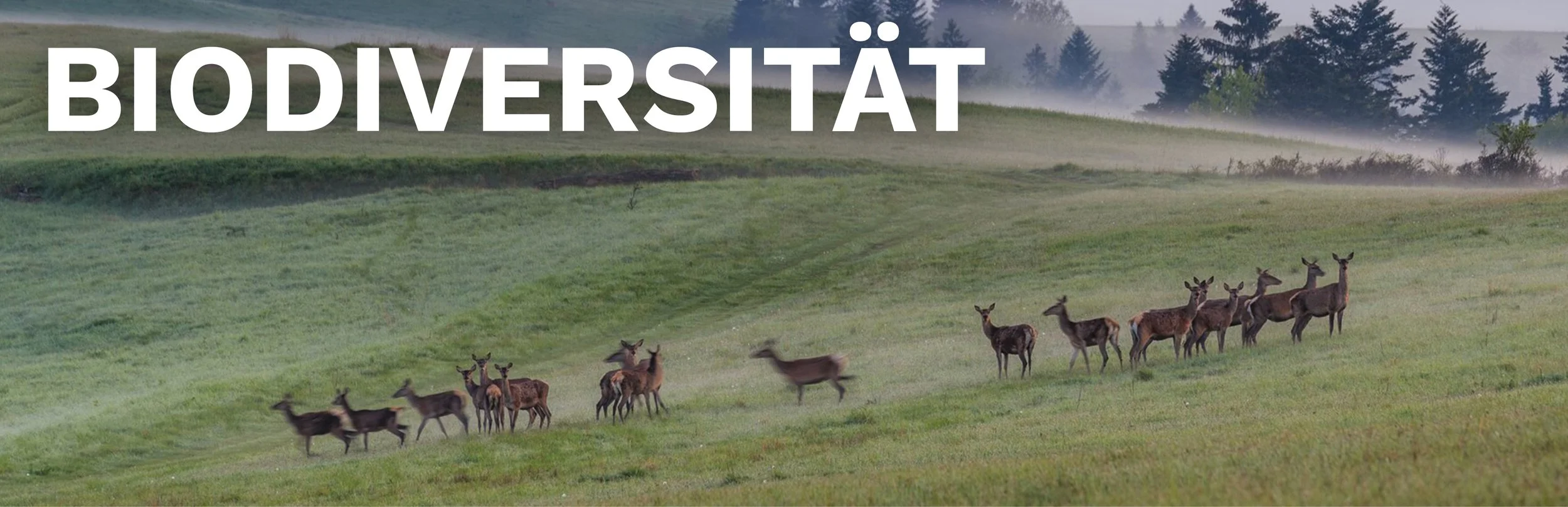 Eine grüne Landschaft mit einer Herde von Hirschen, im Hintergrund Bäume und nebliger Himmel, überlagert mit dem Wort 'Biodiversität'.