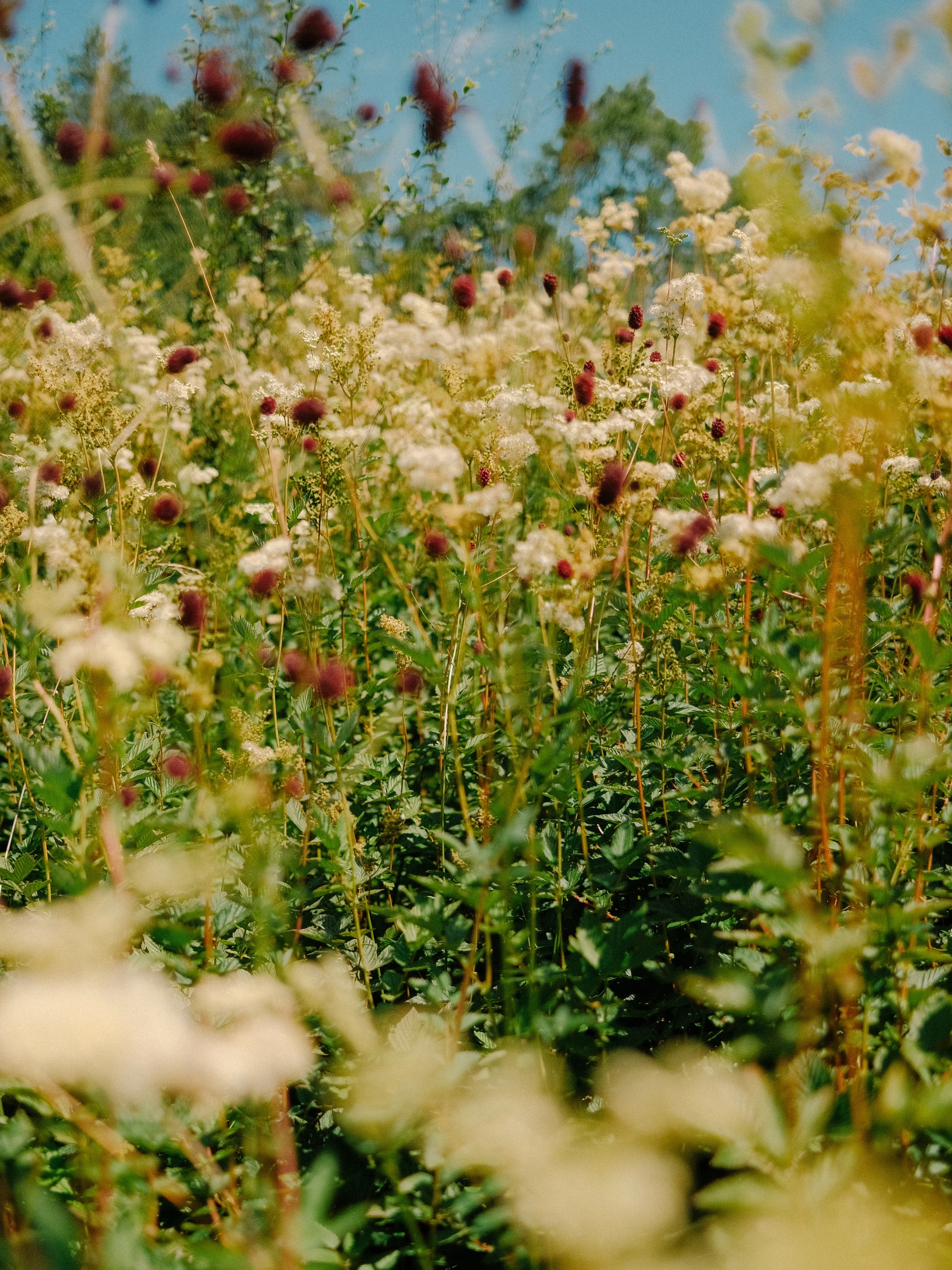 DSCF4246.JPG