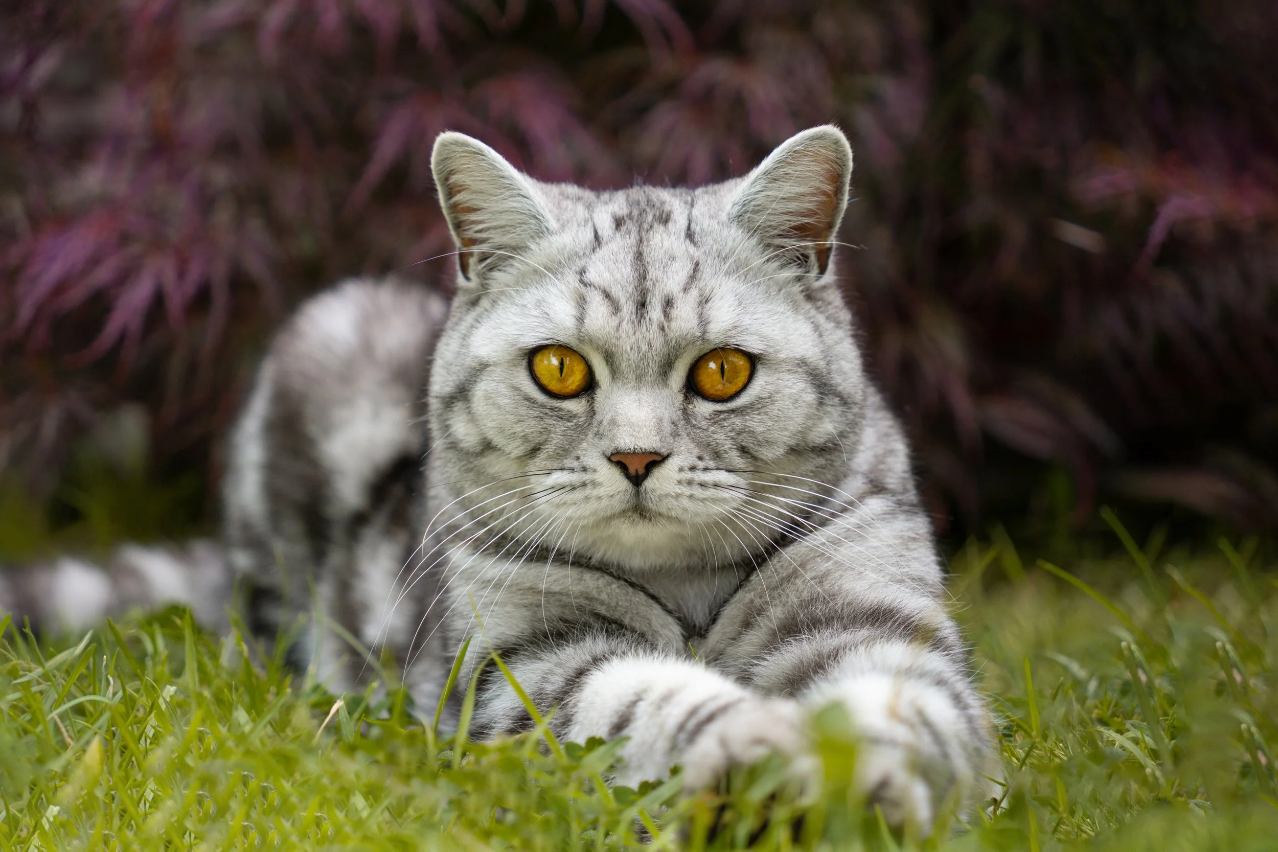 Stripey grey and white cat looking at the camera with yellow brown eyes, in front of a purple bush