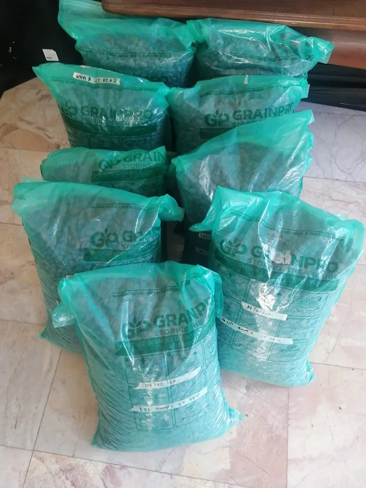 10 KG Dried Cacao Bean