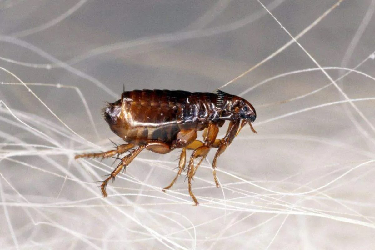 Premium Two Visit Flea Treatment