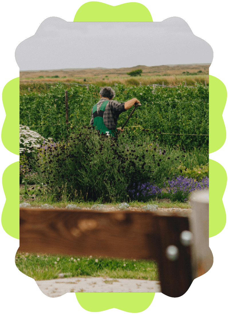 A person with gray hair working in a lush green vineyard, using a tool, surrounded by flowering plants and open countryside in the background.