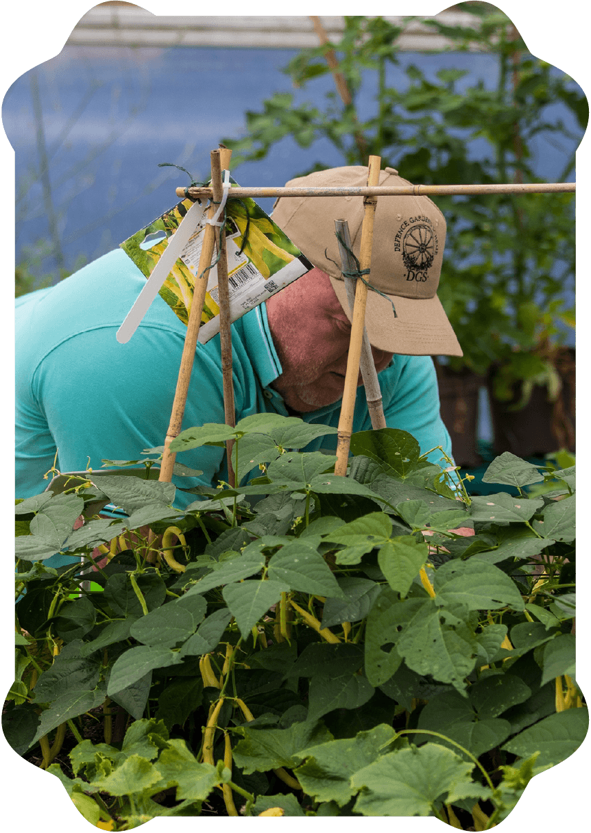 A person working in a garden or greenhouse, surrounded by green plants with large leaves. The person is wearing a beige cap and a teal shirt, leaning over the plants, possibly tending to them.