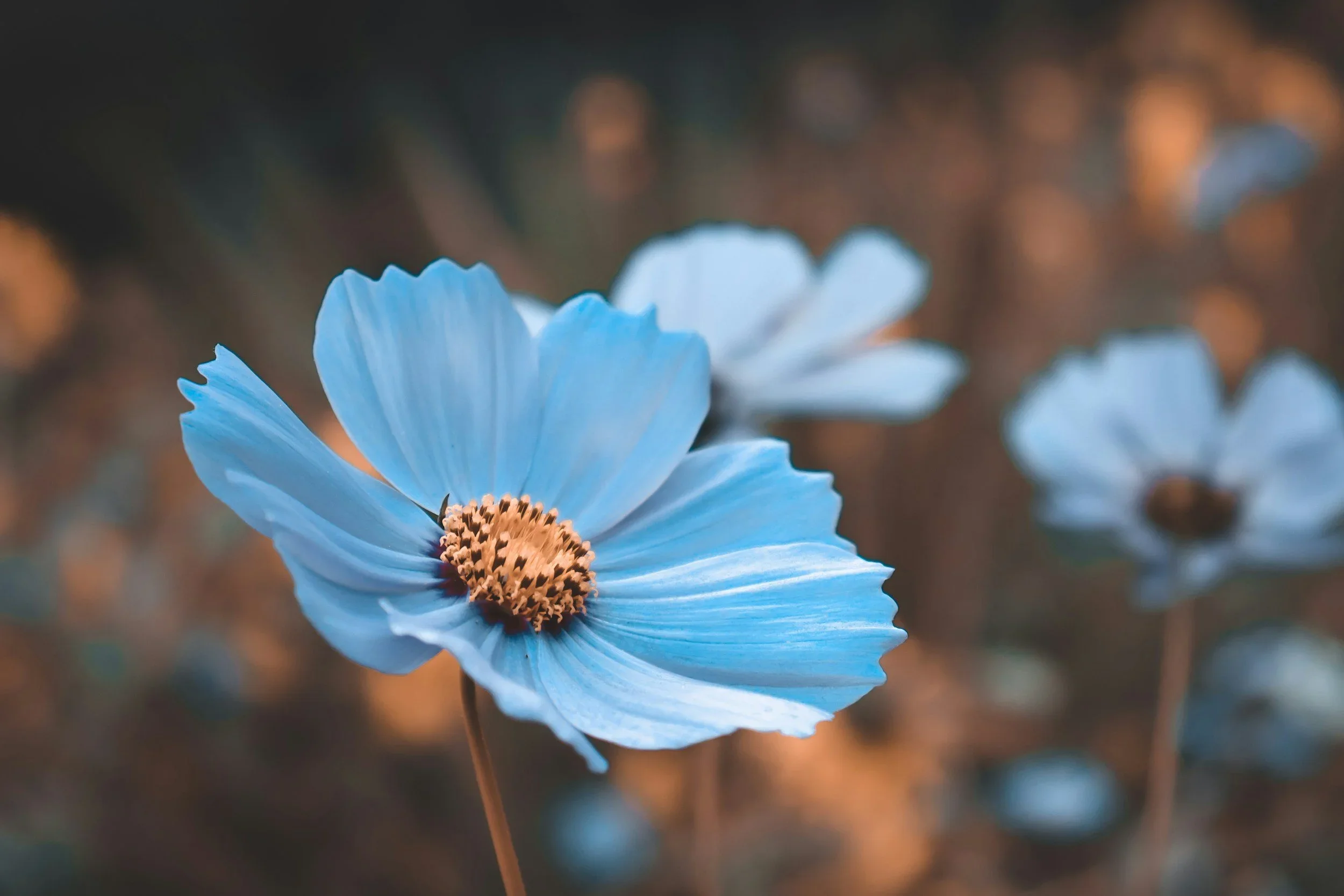 Close-up of a blue flower with a dark center, with blurred background of other blue flowers.