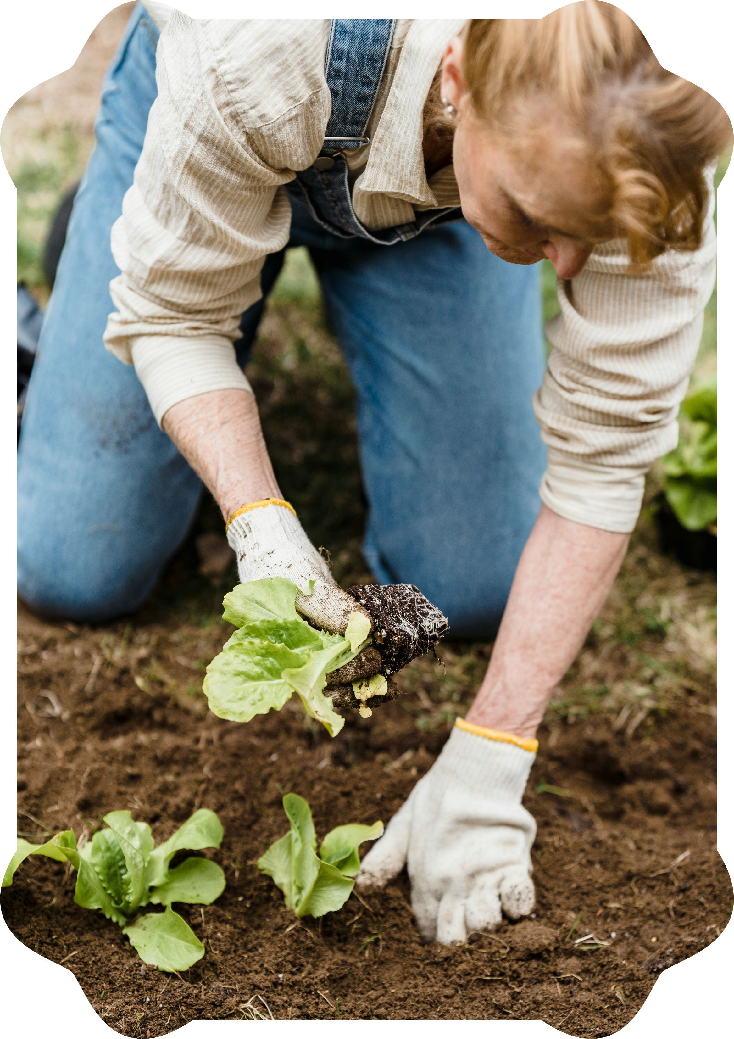 A person planting a lettuce seedling in the soil of a garden while wearing gloves and kneeling on the ground.