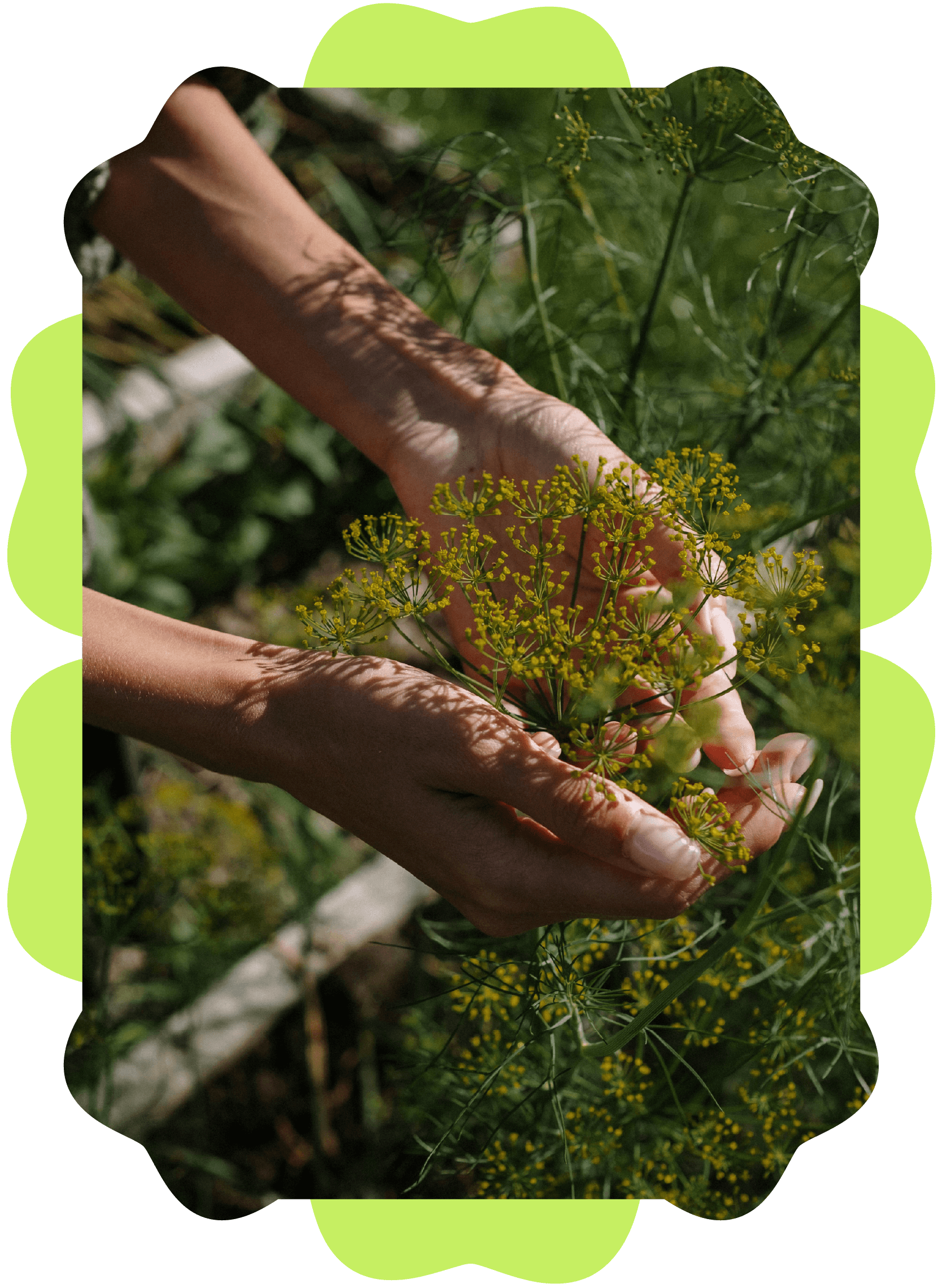 Two hands gently holding yellow flowering plant outdoors, surrounded by green foliage.