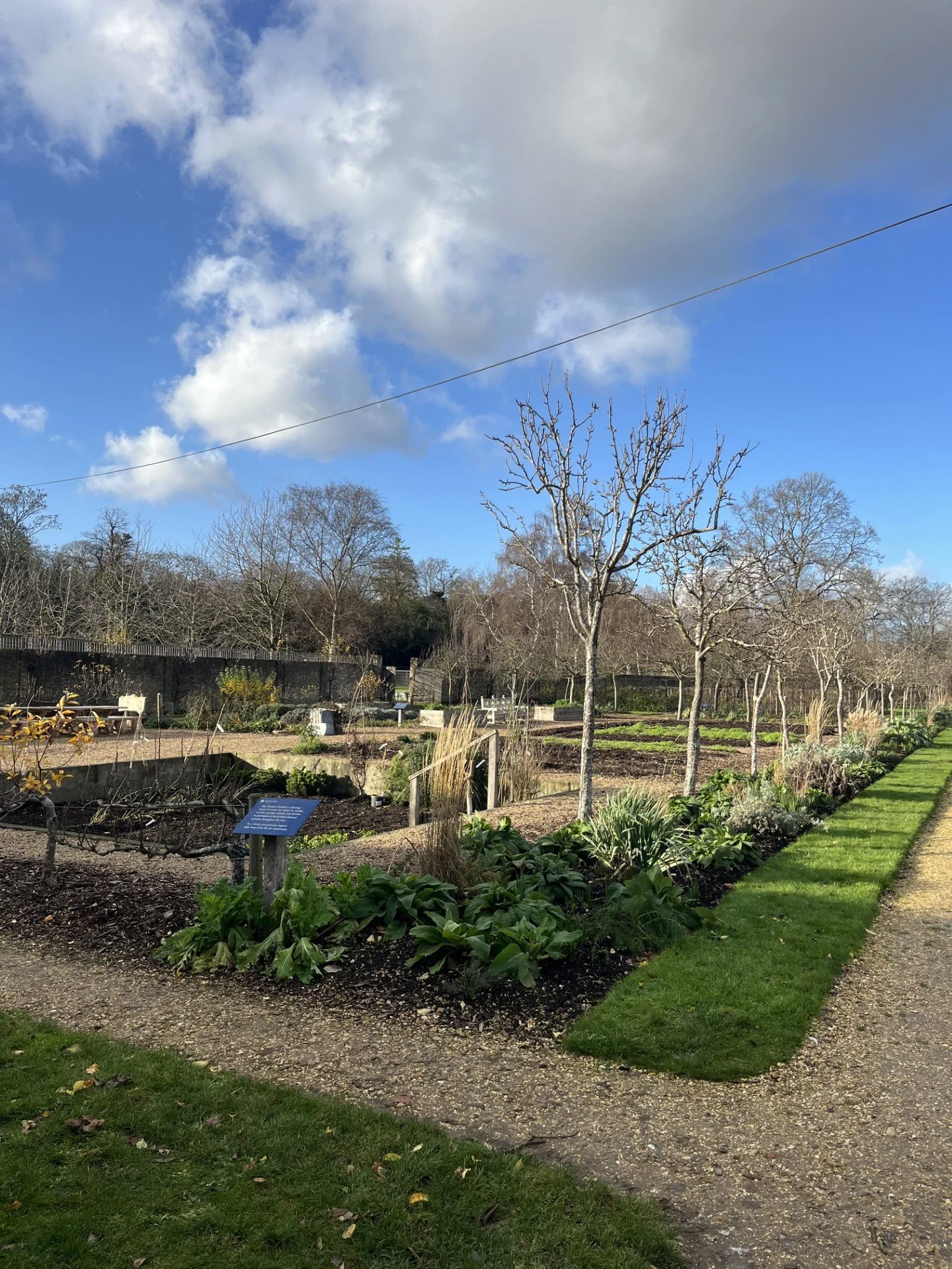 A garden with leafless trees, various plants, and a gravel pathway under a partly cloudy sky.