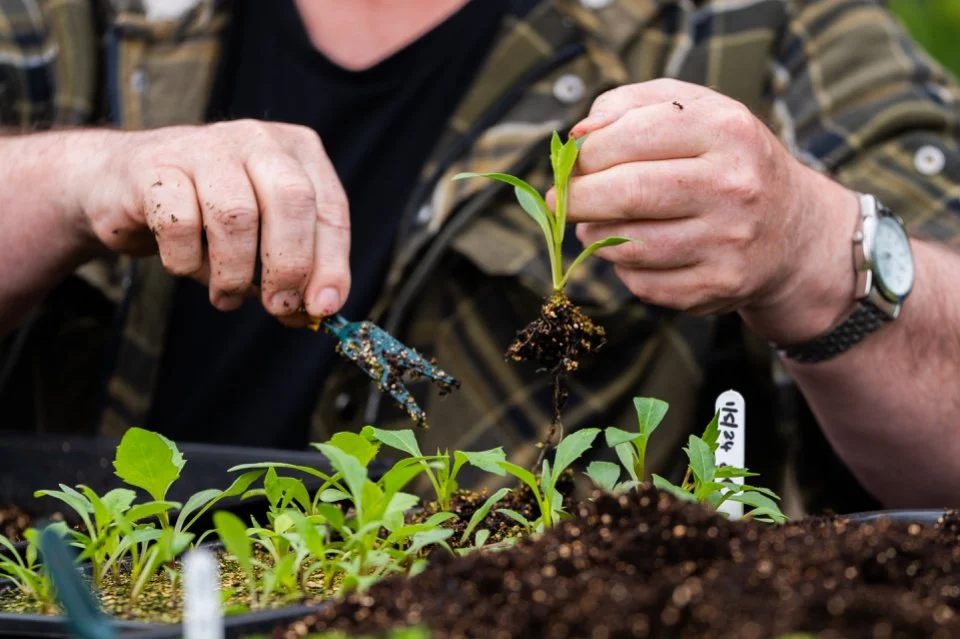 Person planting a young seedling into soil in a garden tray, using a tool to handle a small plant, with other seedlings growing nearby.